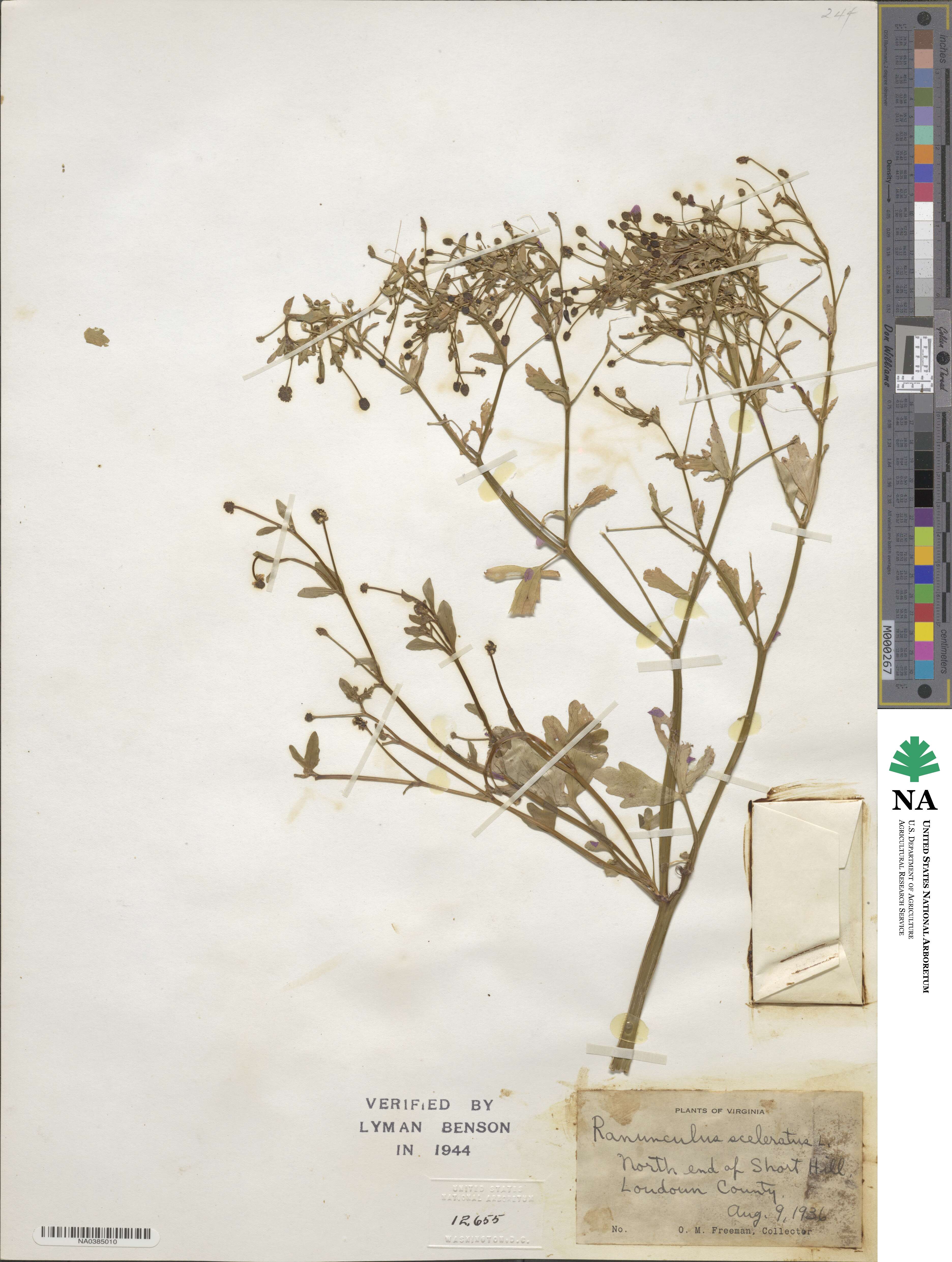 Ranunculus sceleratus image