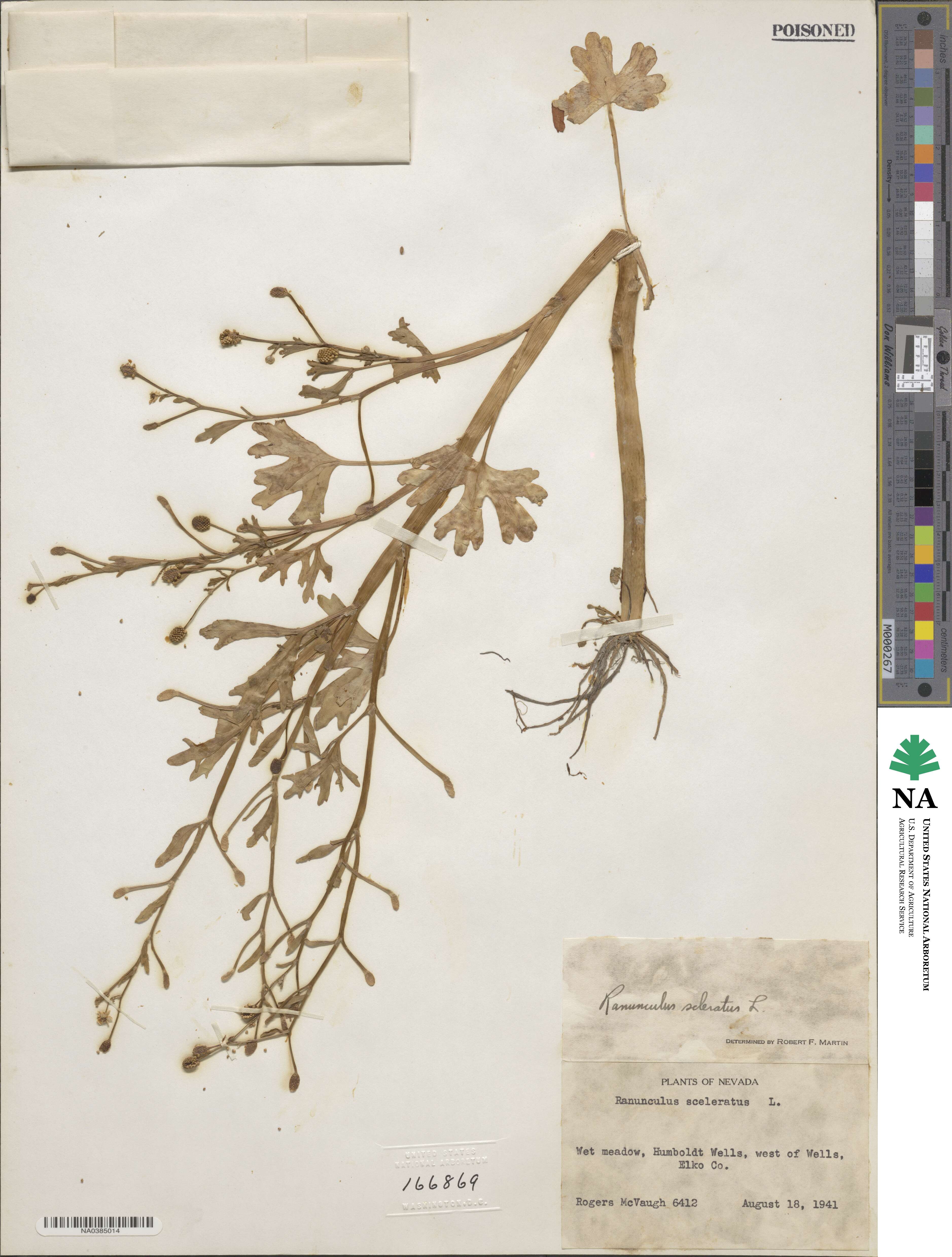 Ranunculus sceleratus image