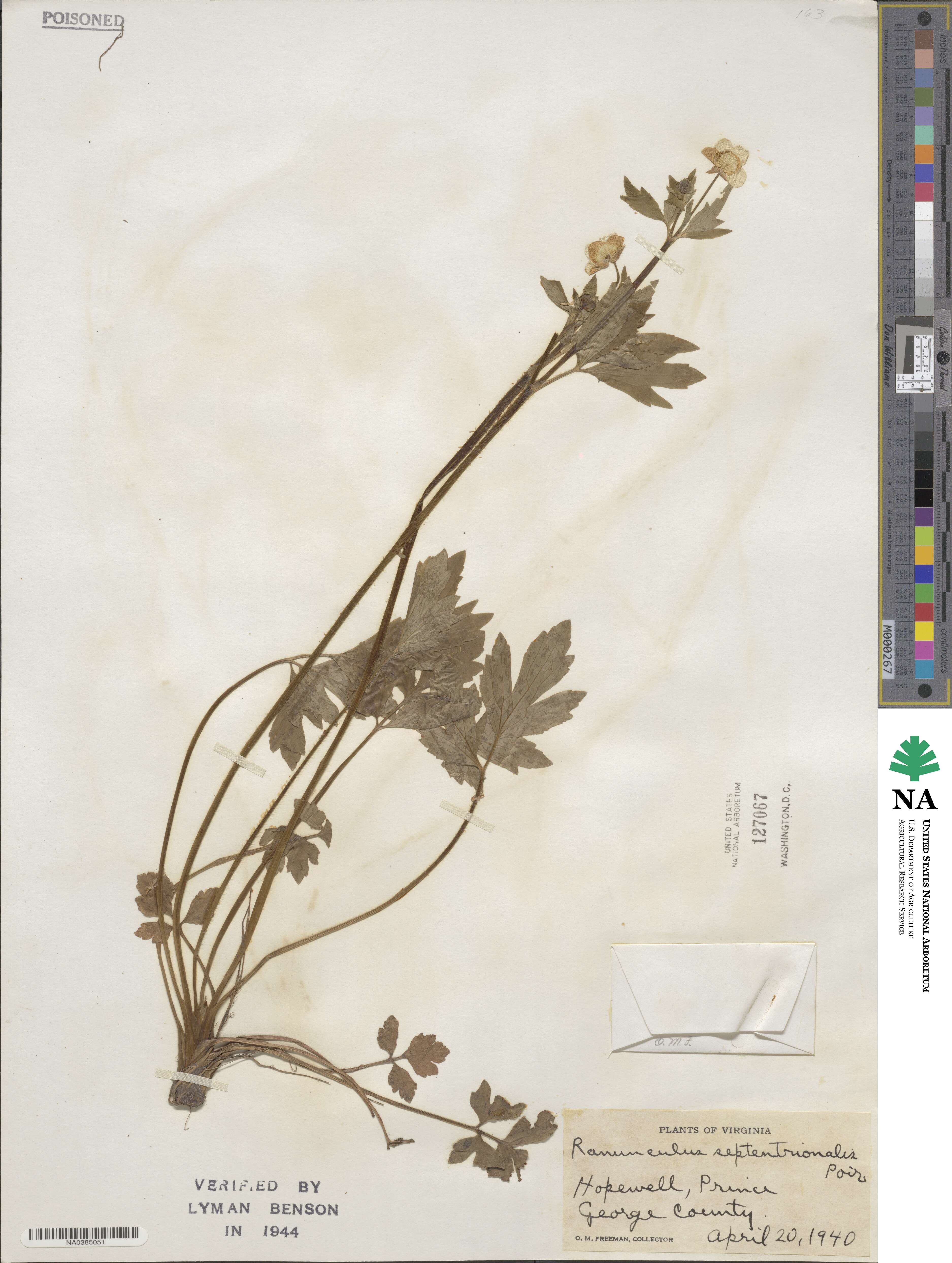 Ranunculus septentrionalis image