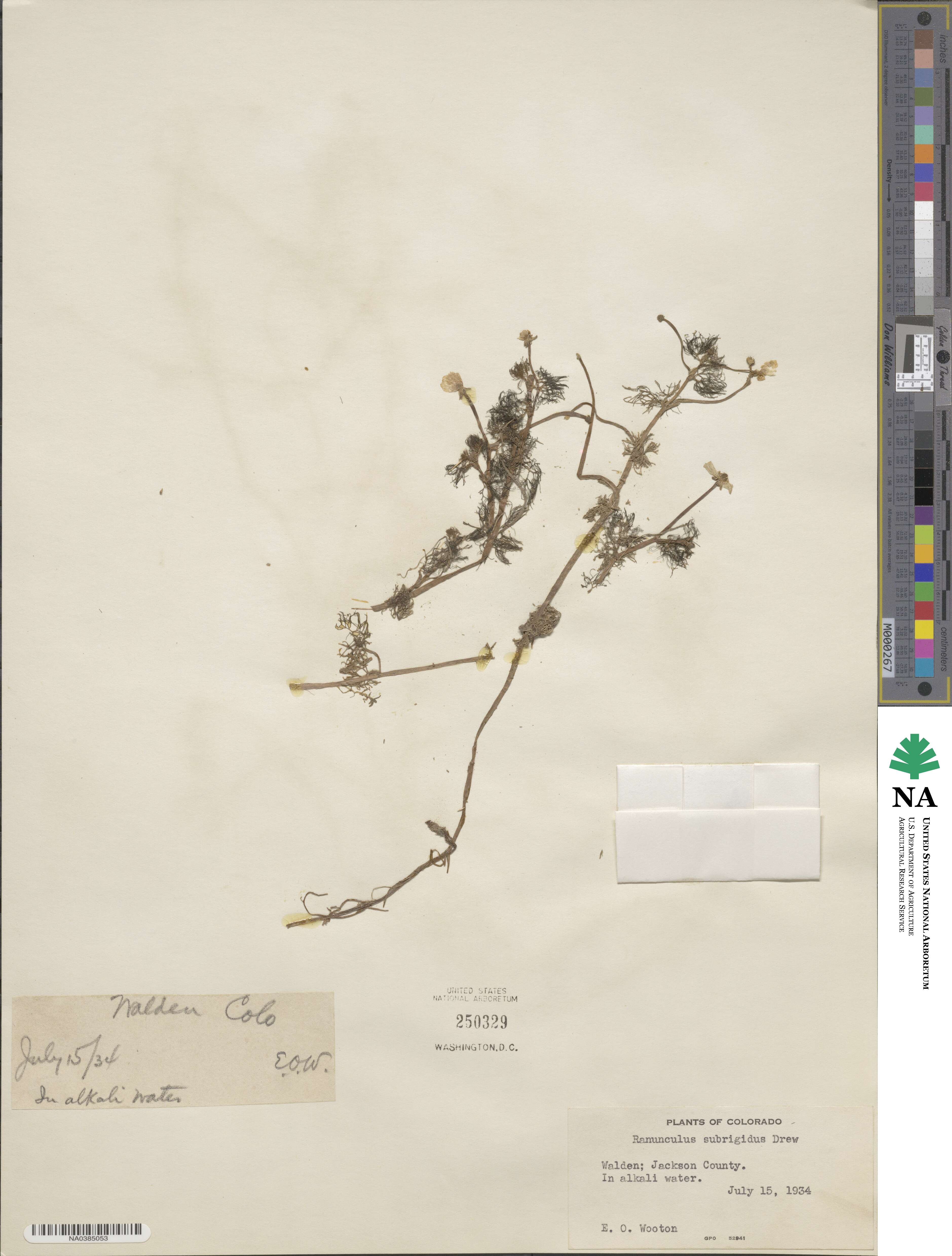 Ranunculus longirostris image
