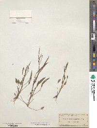 Ranunculus trachyspermus image