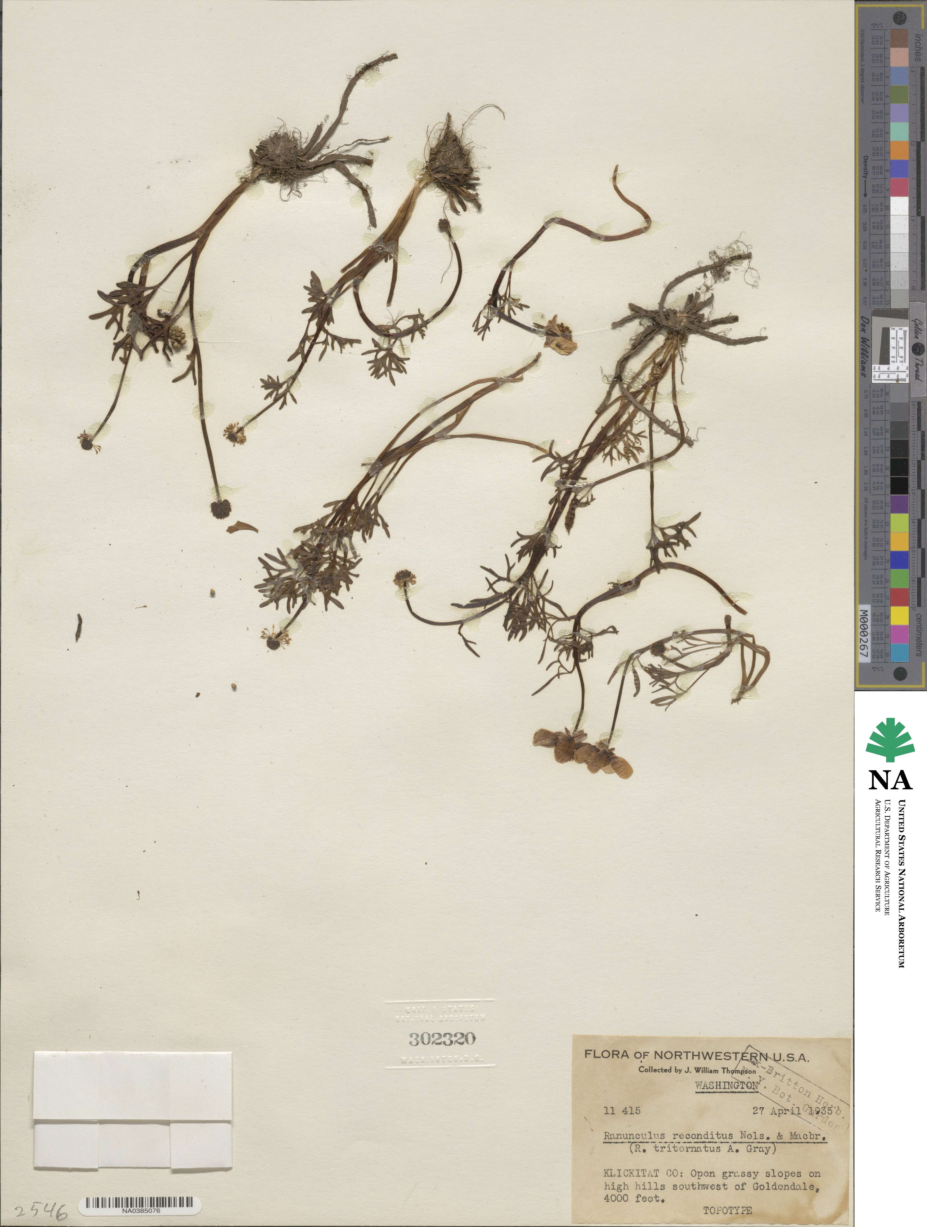 Ranunculus triternatus image