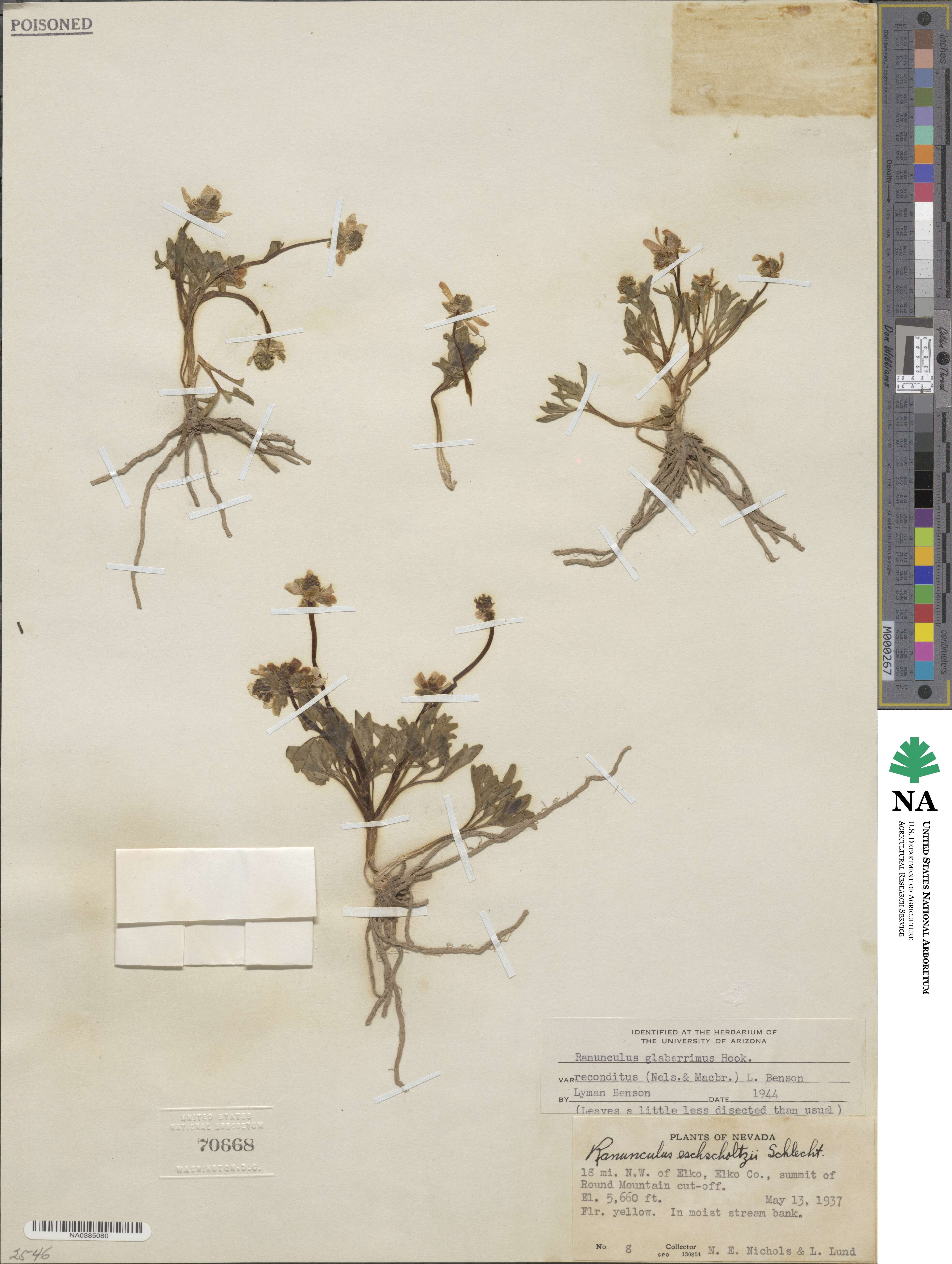 Ranunculus triternatus image