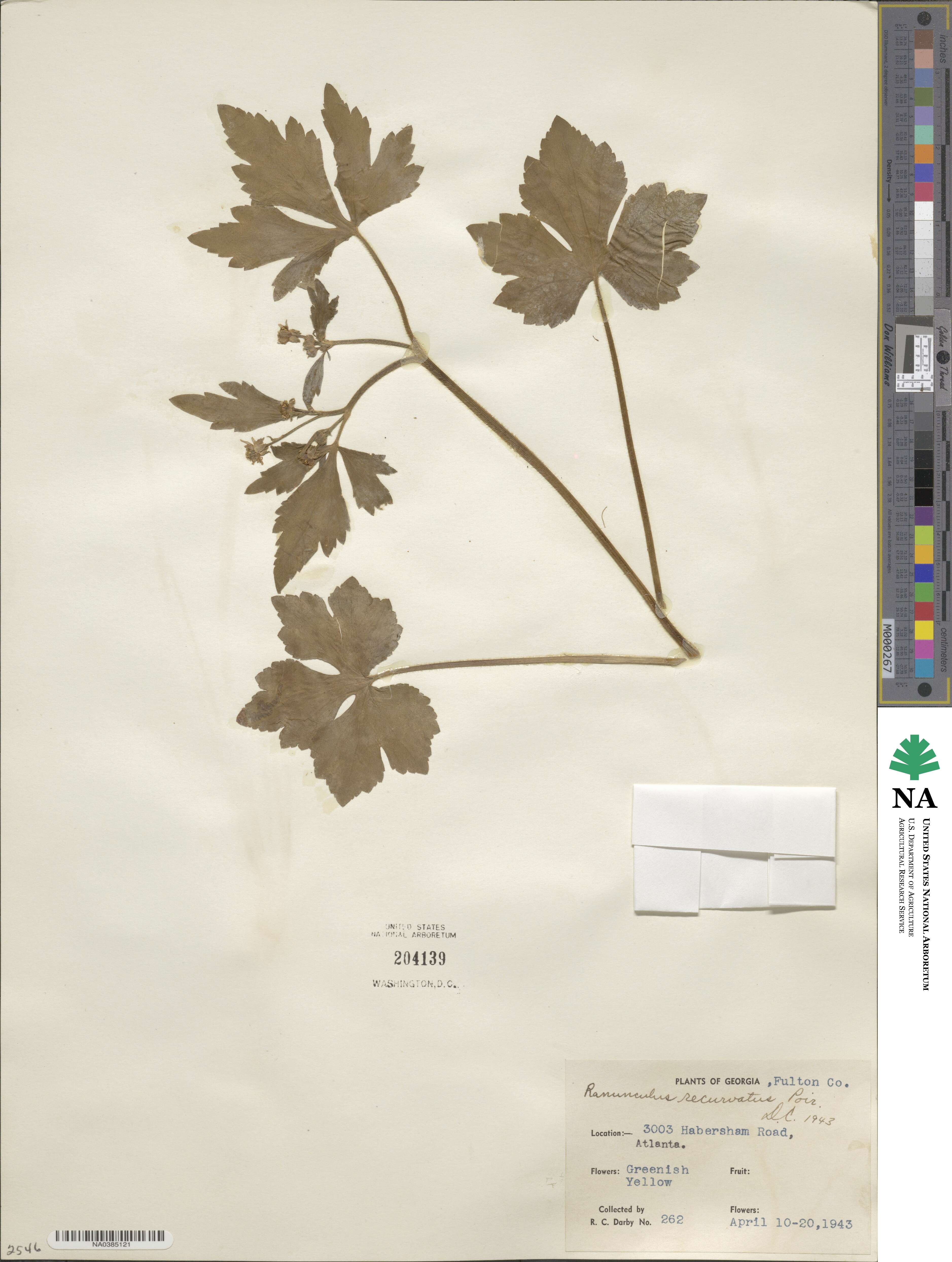 Ranunculus recurvatus image