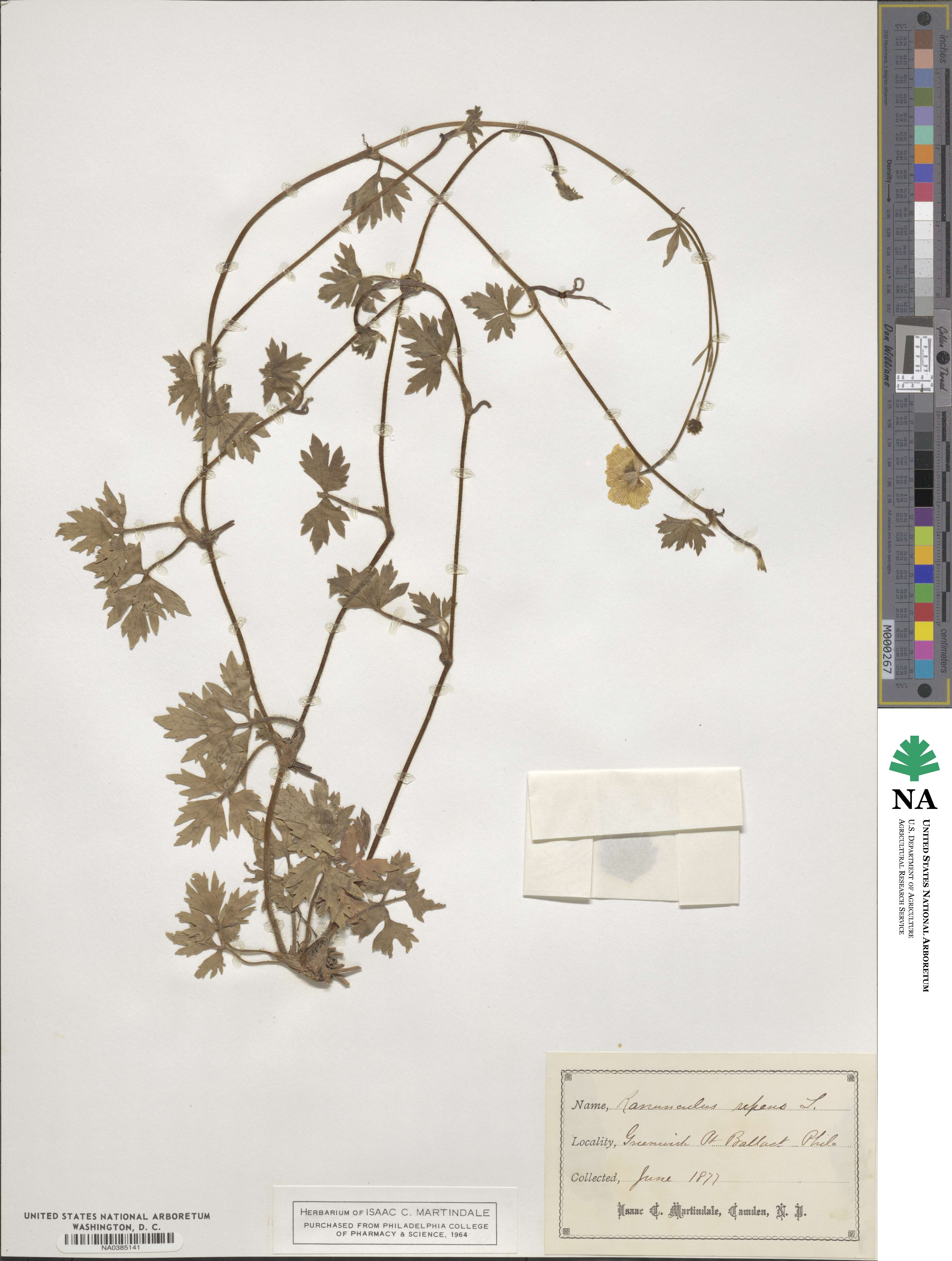 Ranunculus repens image