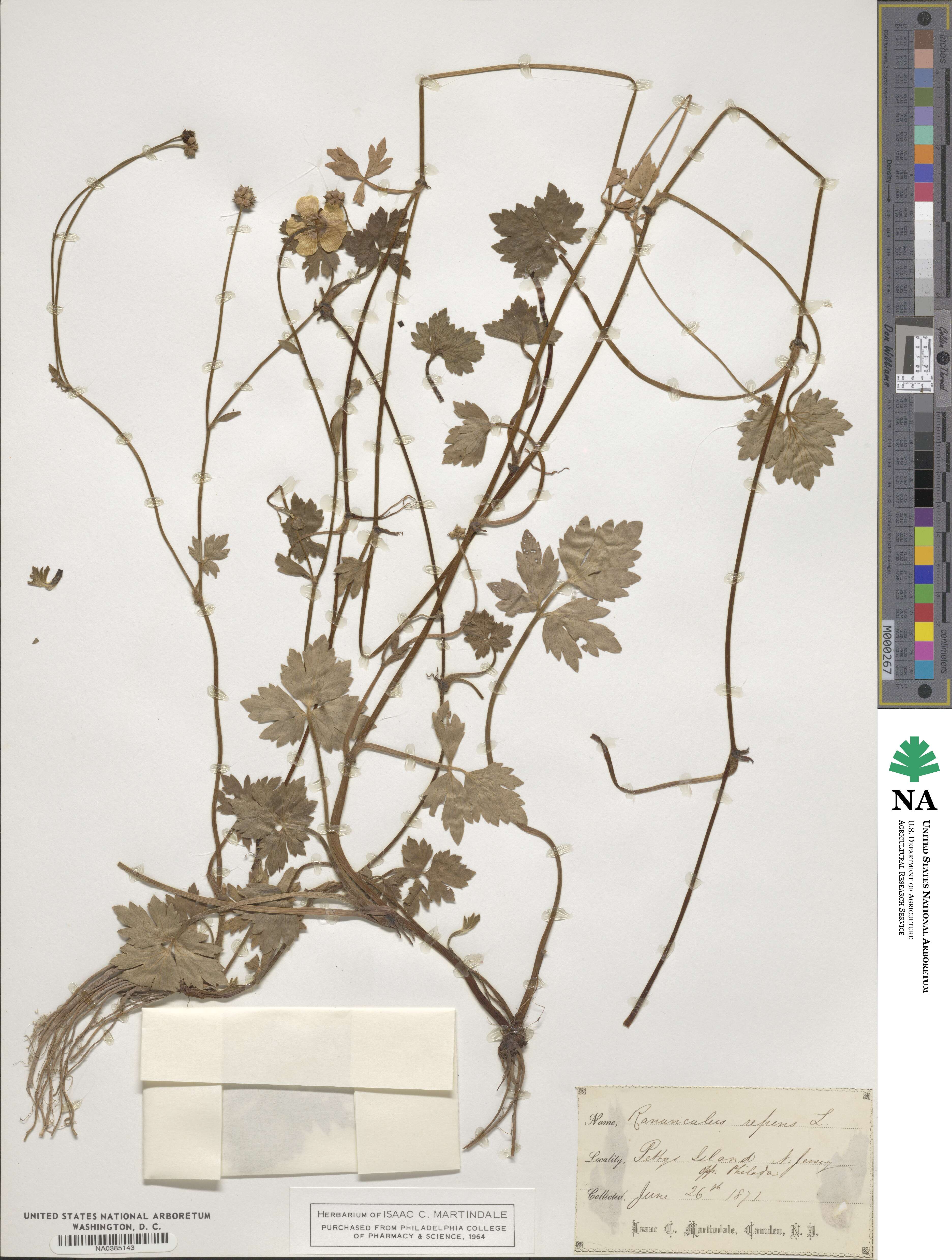 Ranunculus repens image