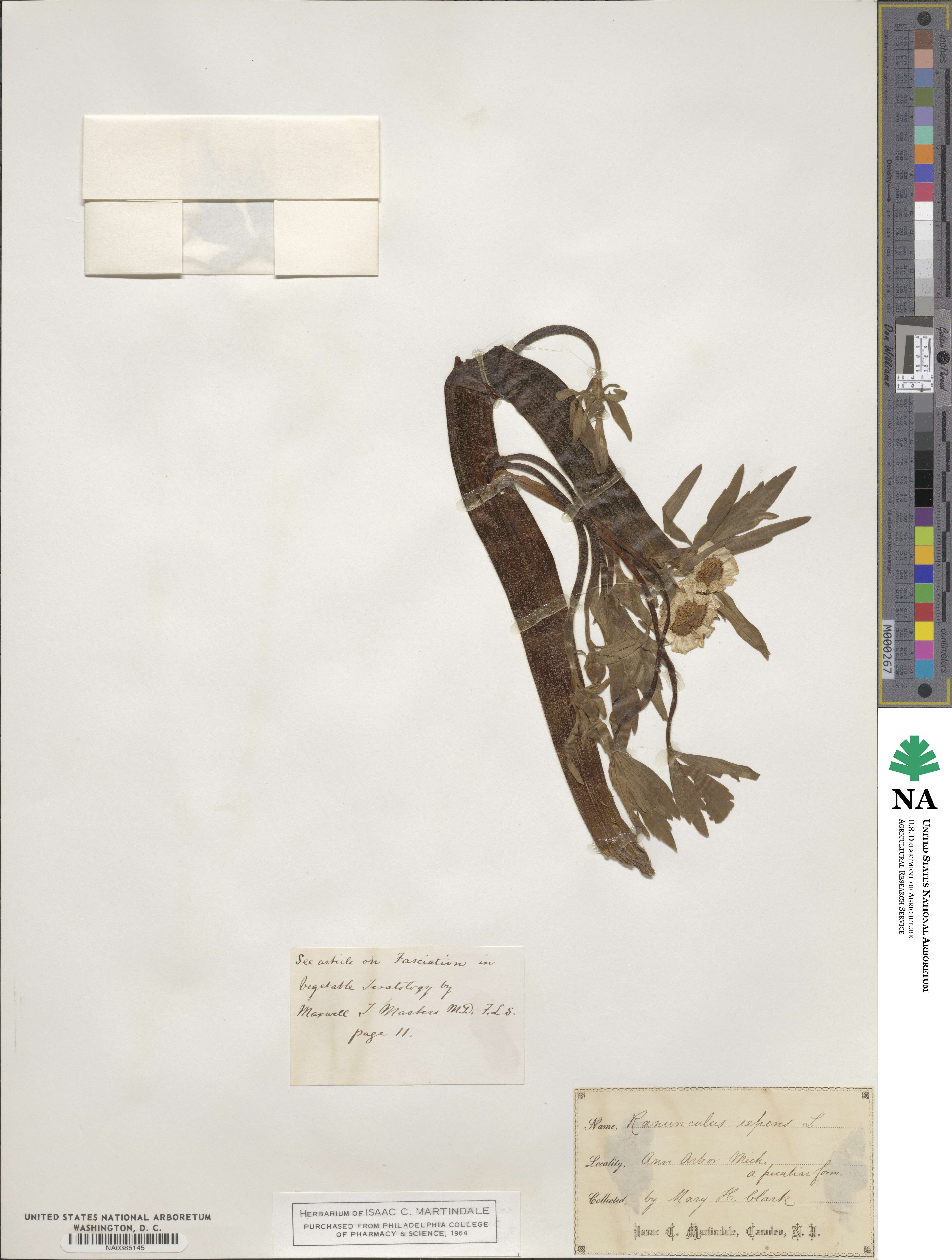 Ranunculus repens image