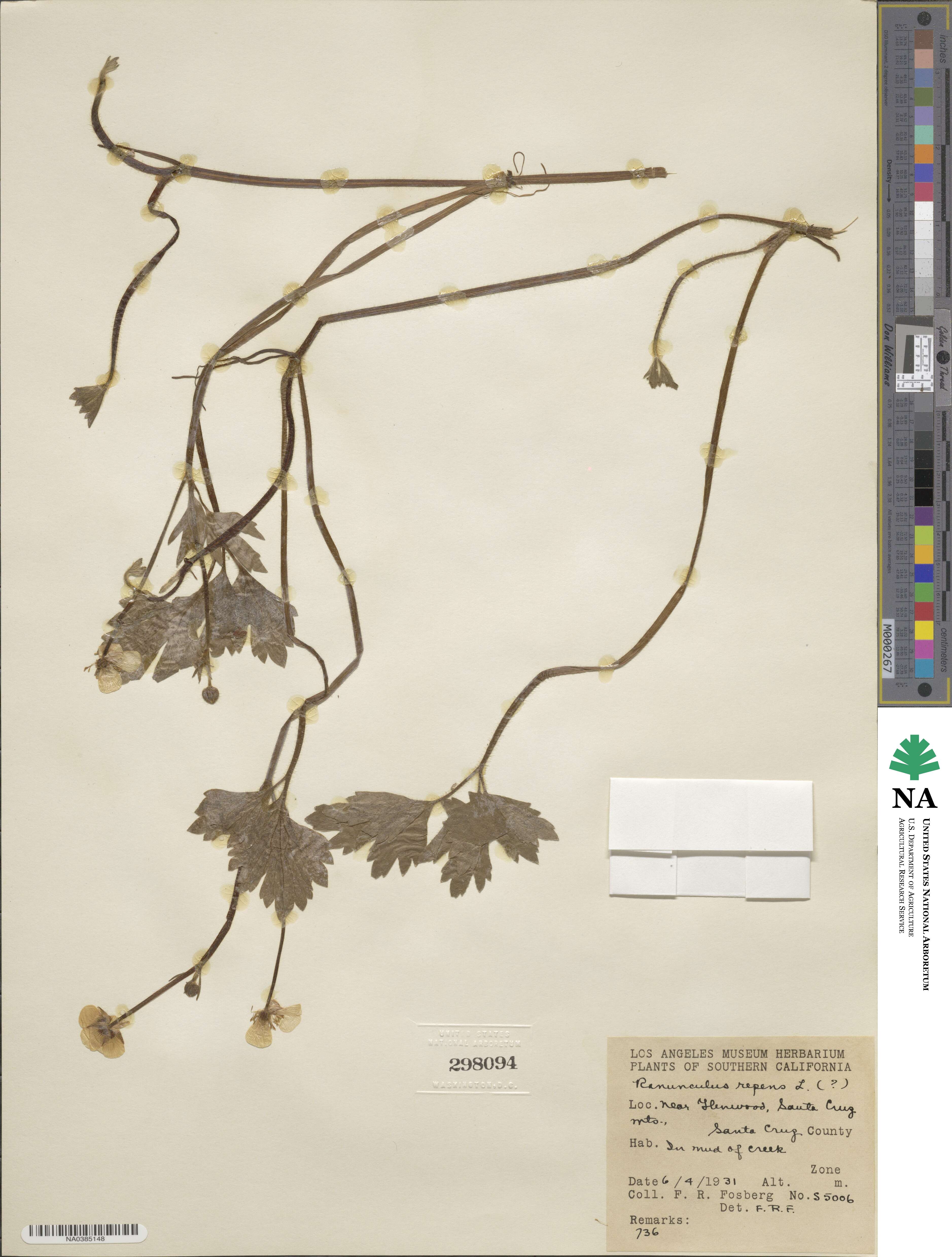 Ranunculus repens image