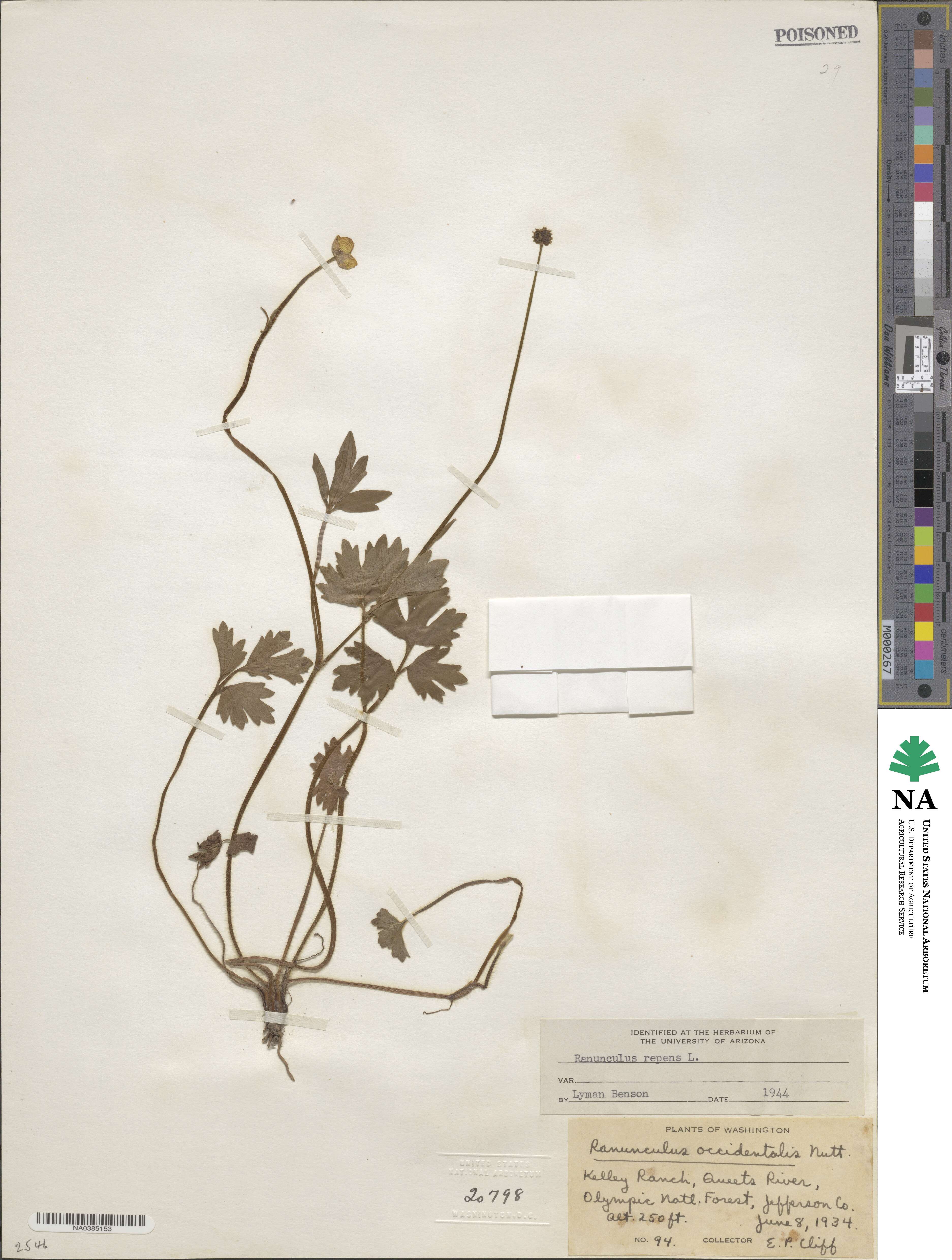 Ranunculus repens image