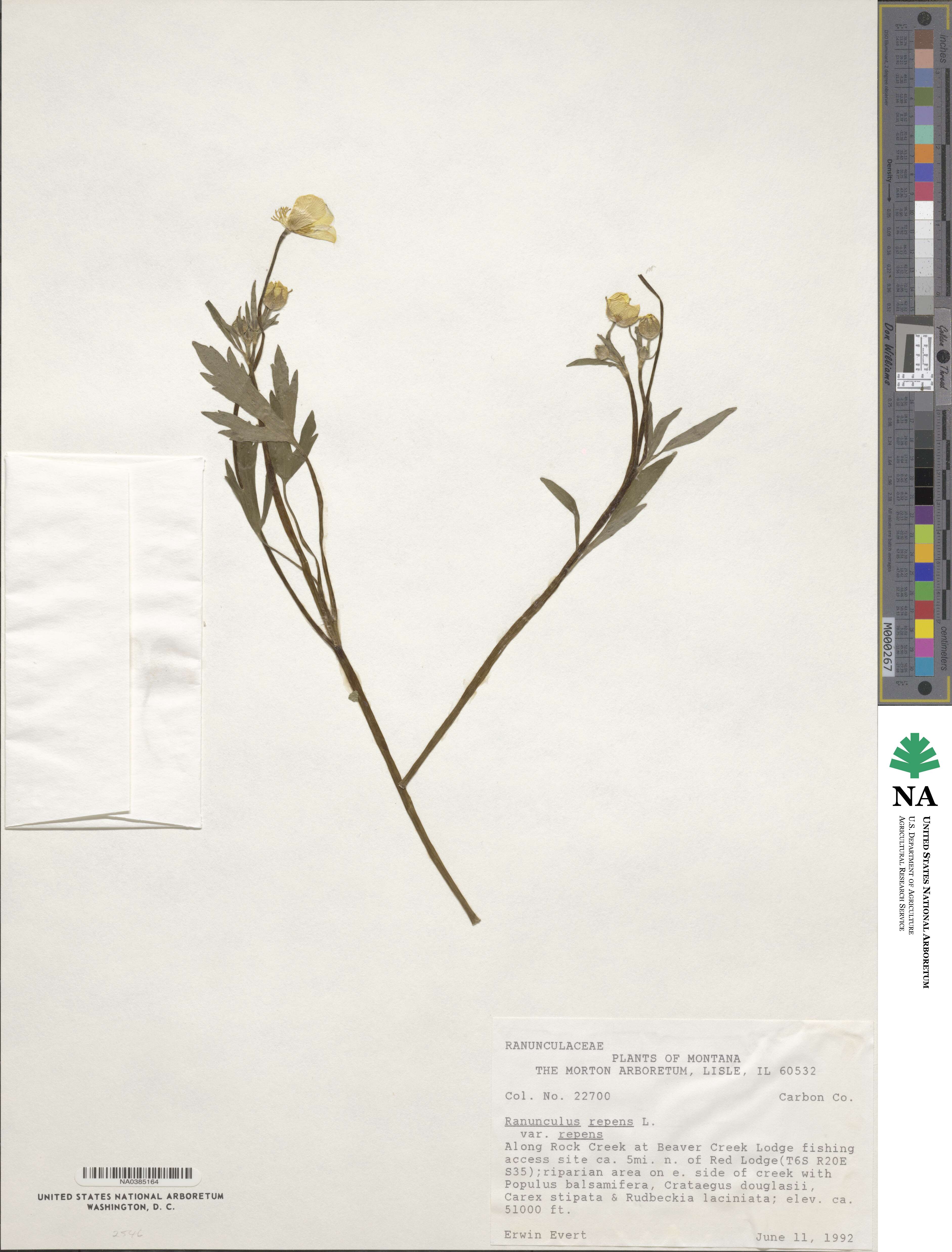 Ranunculus repens var. repens image