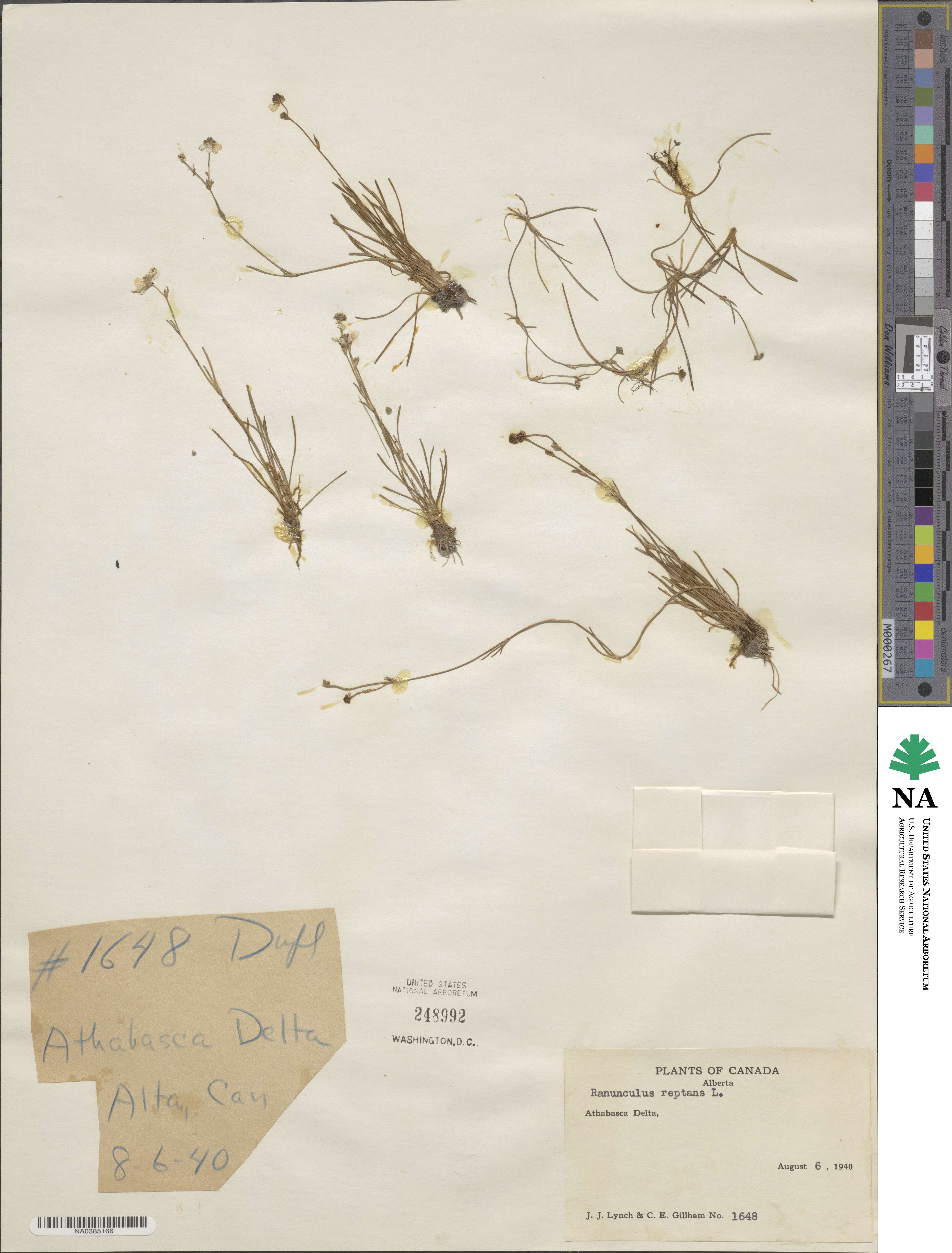Ranunculus reptans image