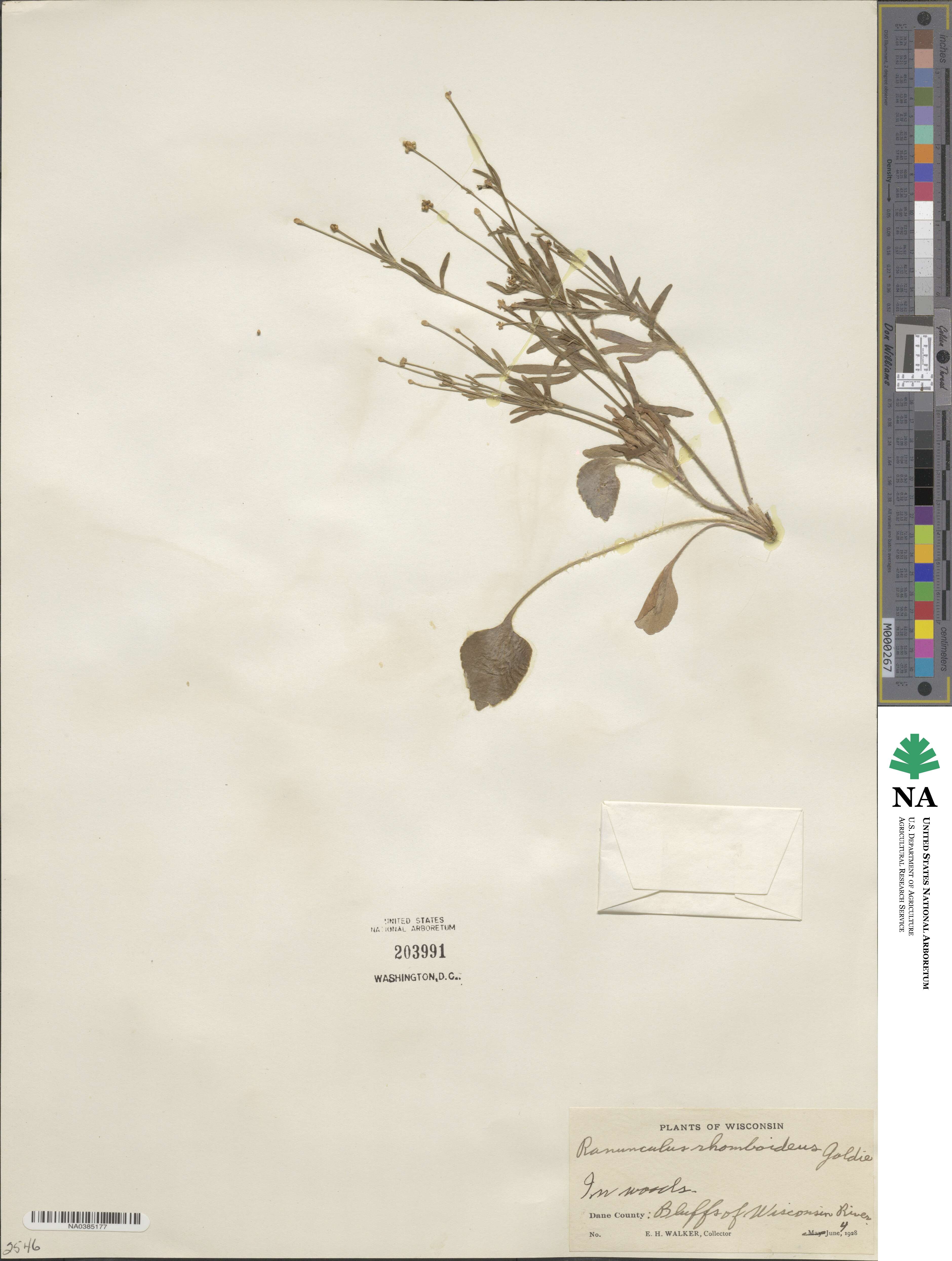 Ranunculus rhomboideus image