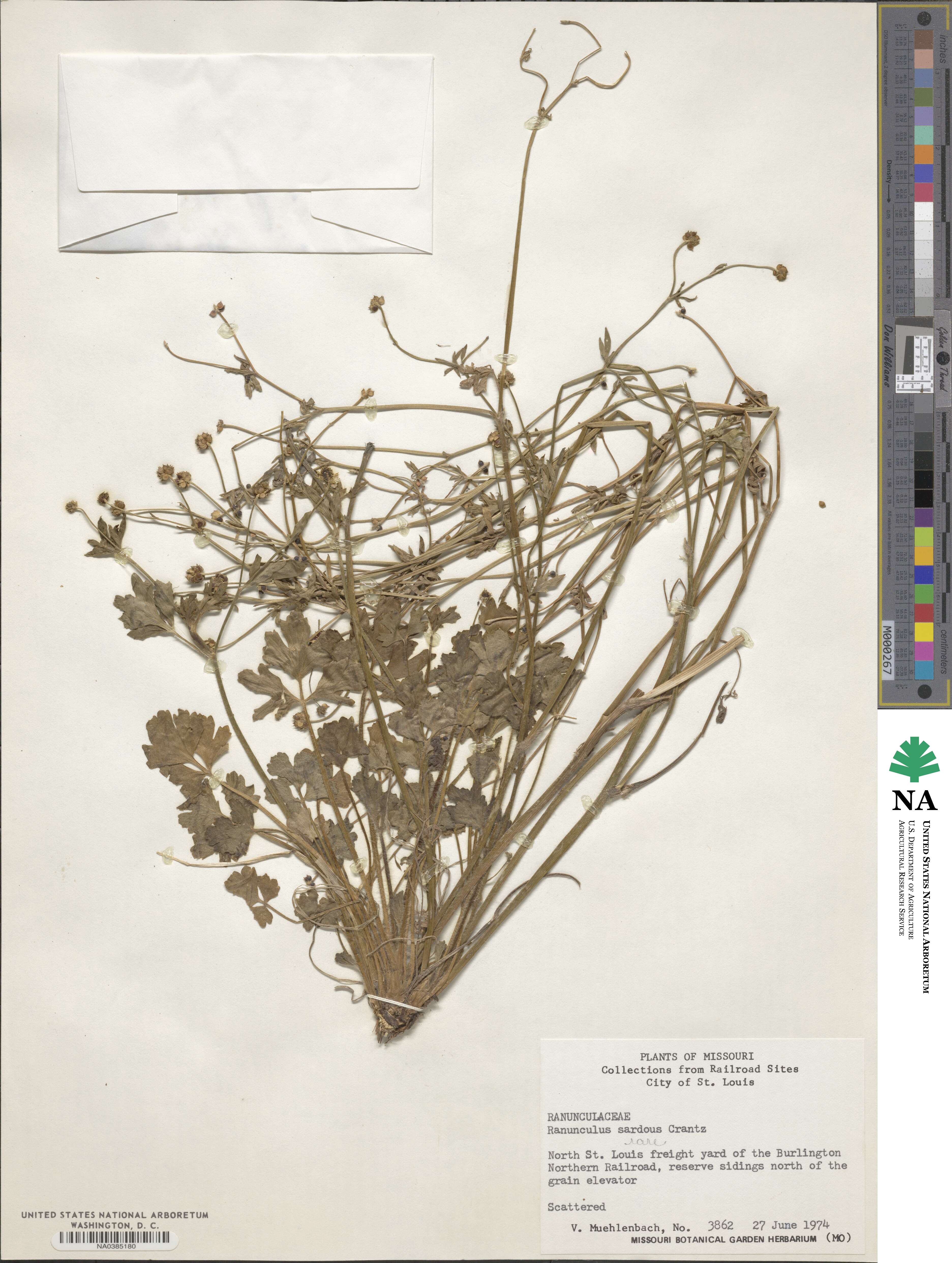 Ranunculus sardous image