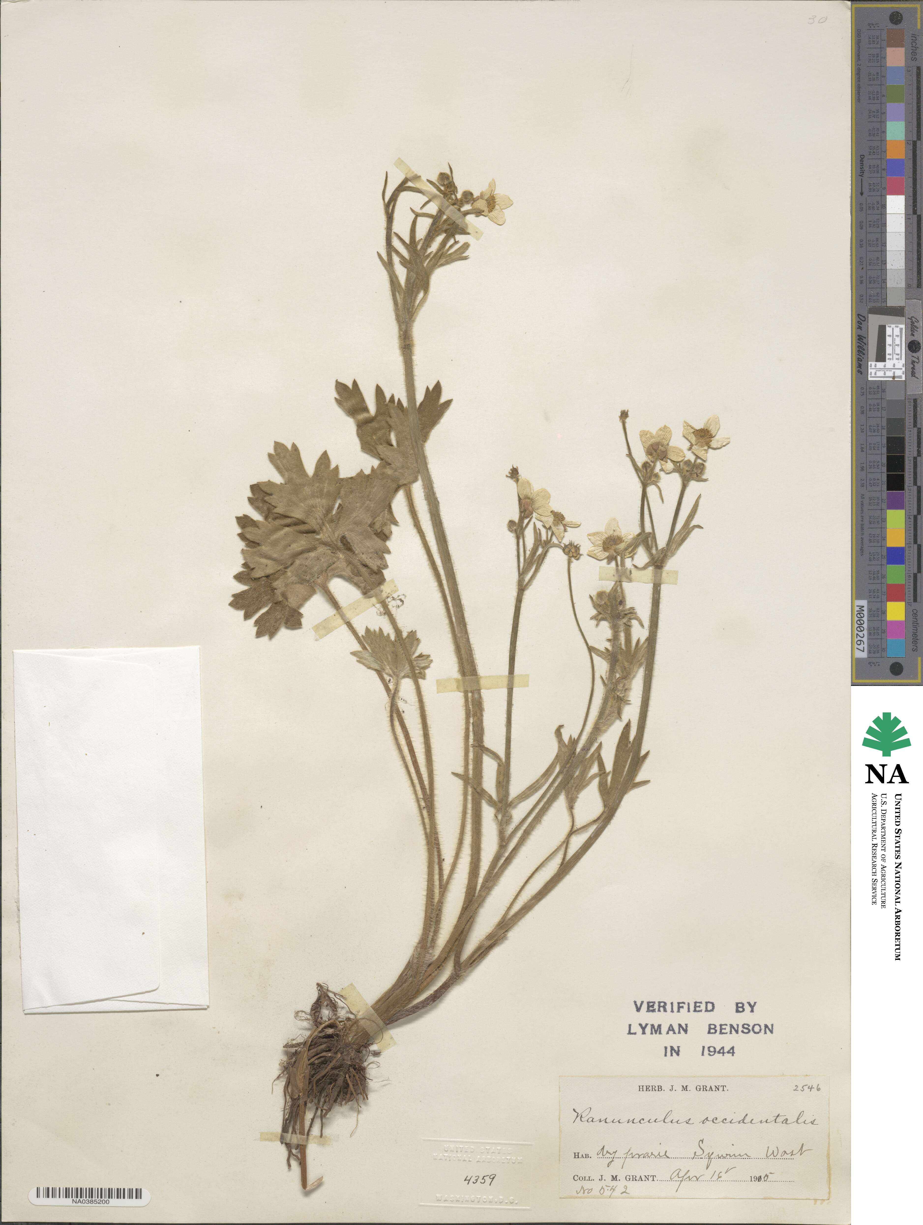 Ranunculus occidentalis image