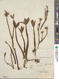 Coptidium pallasii image