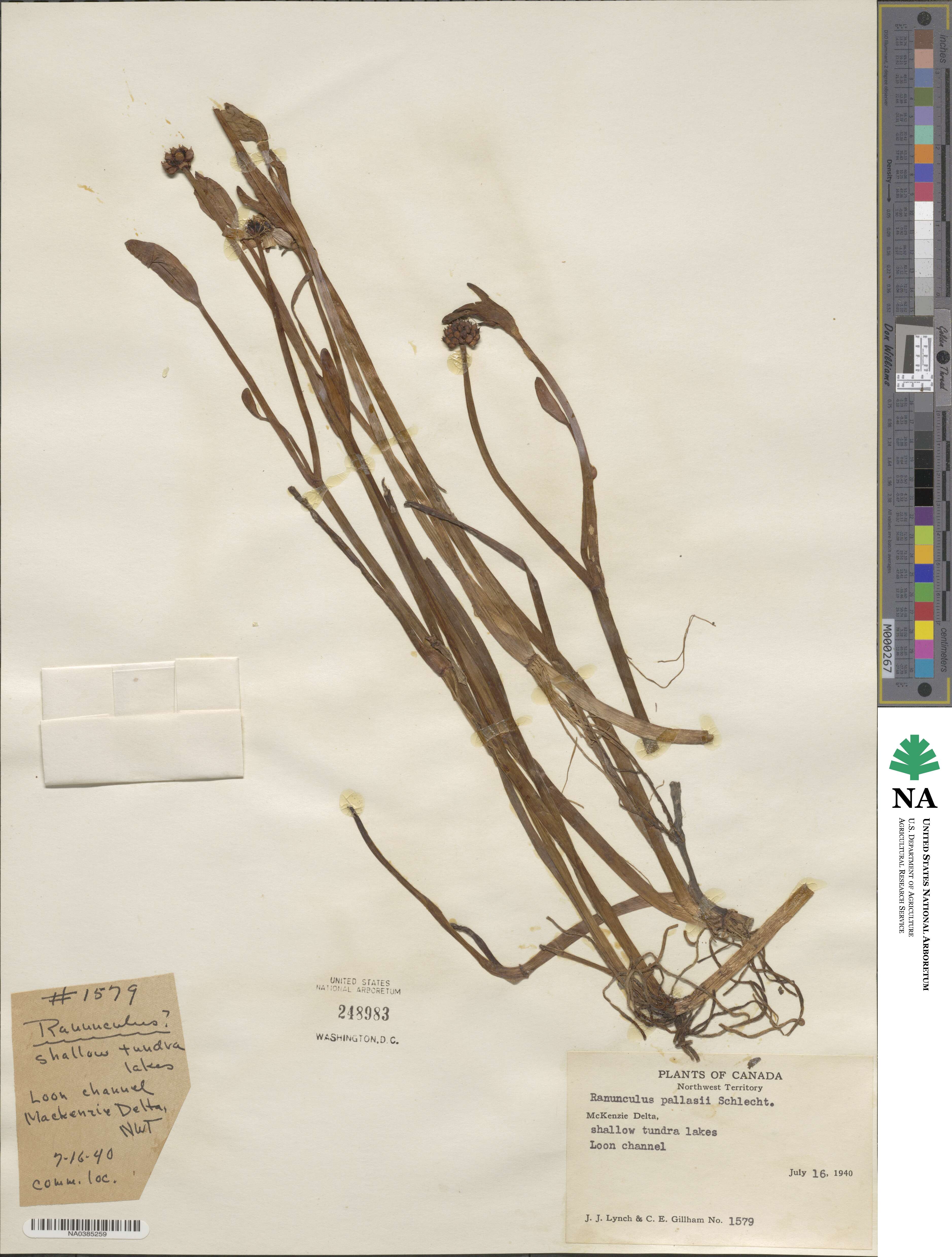 Coptidium pallasii image