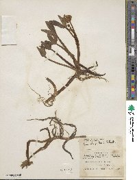 Coptidium pallasii image