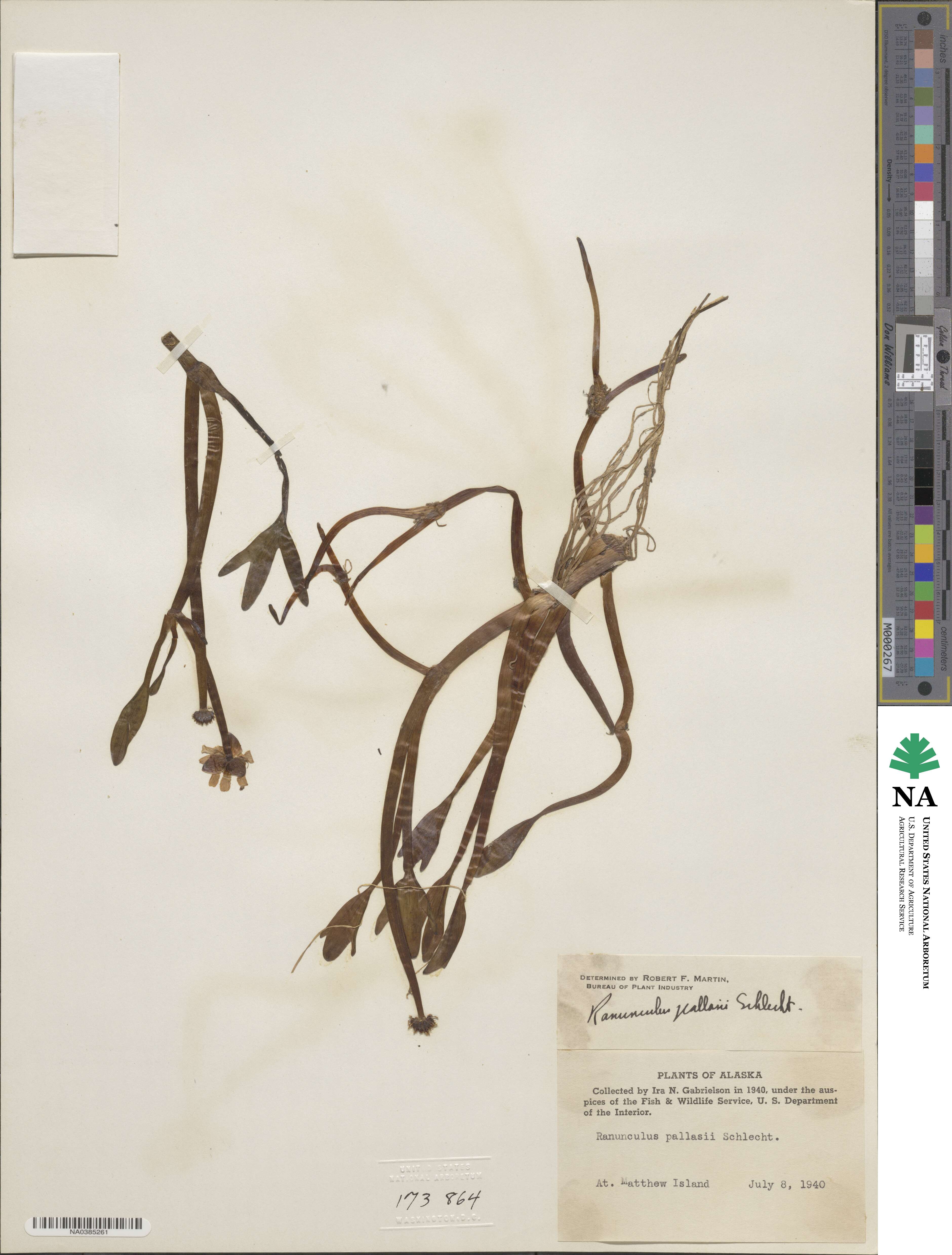 Coptidium pallasii image