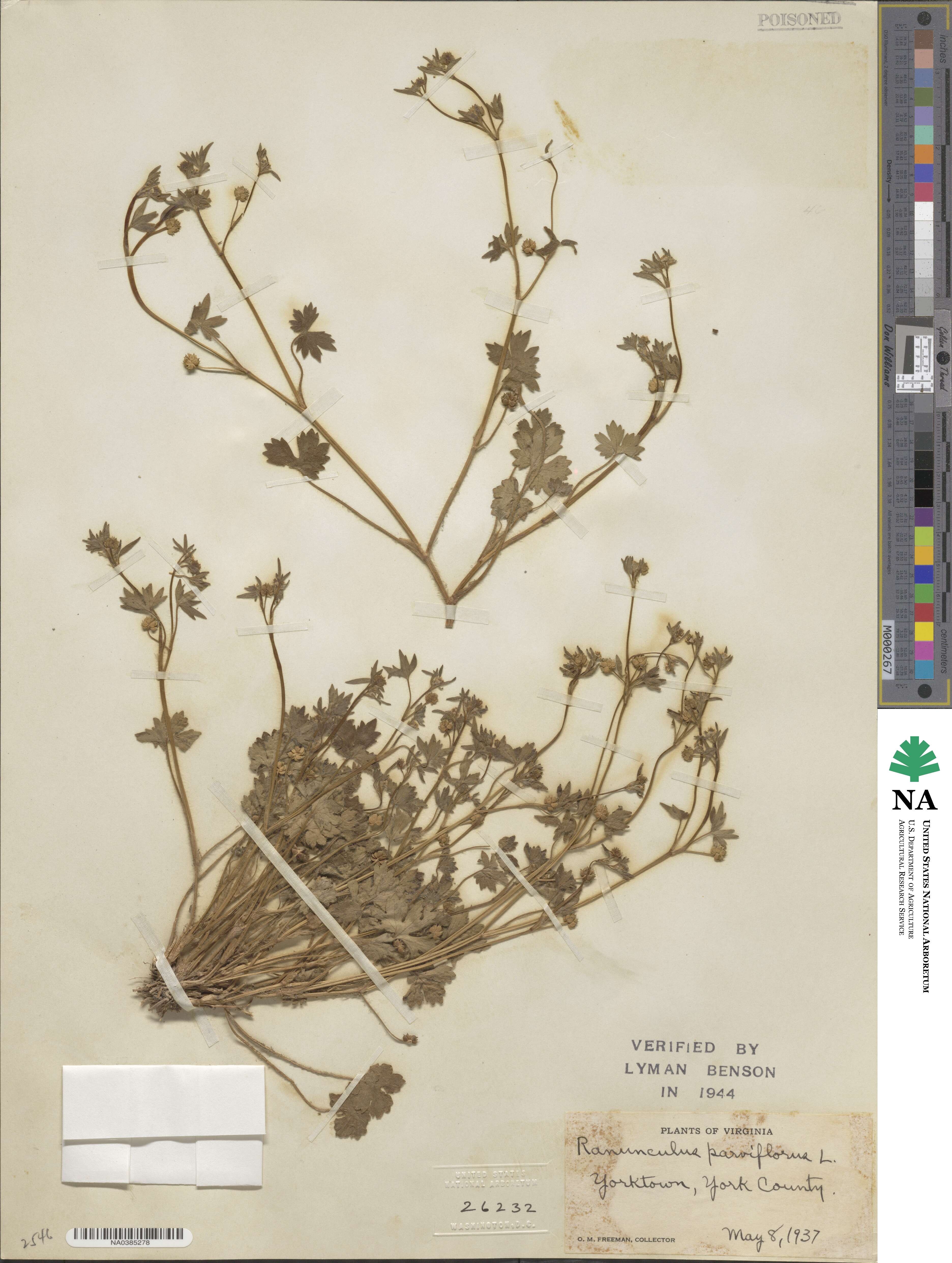 Ranunculus parviflorus image