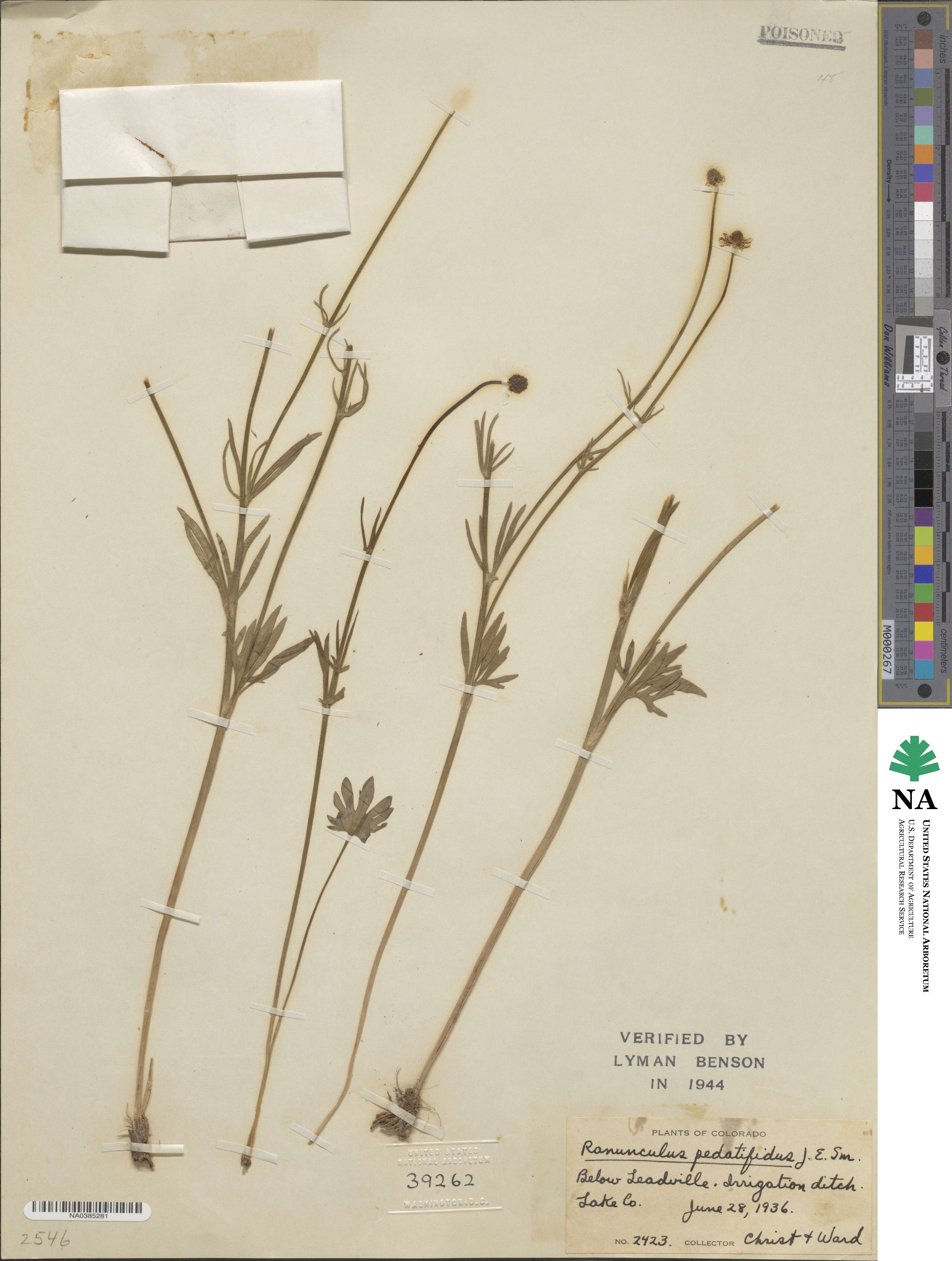 Ranunculus pedatifidus image