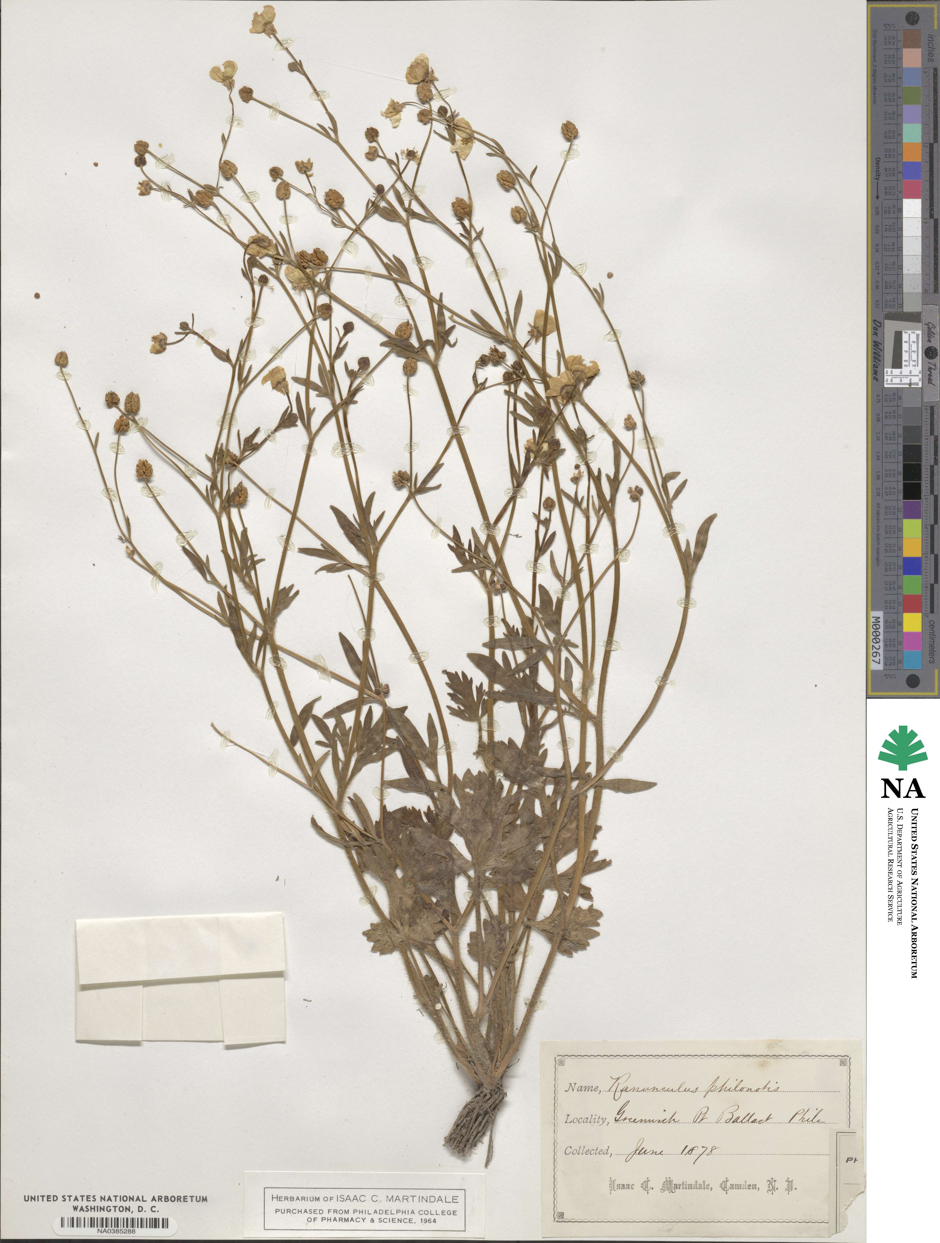 Ranunculus philonotis image
