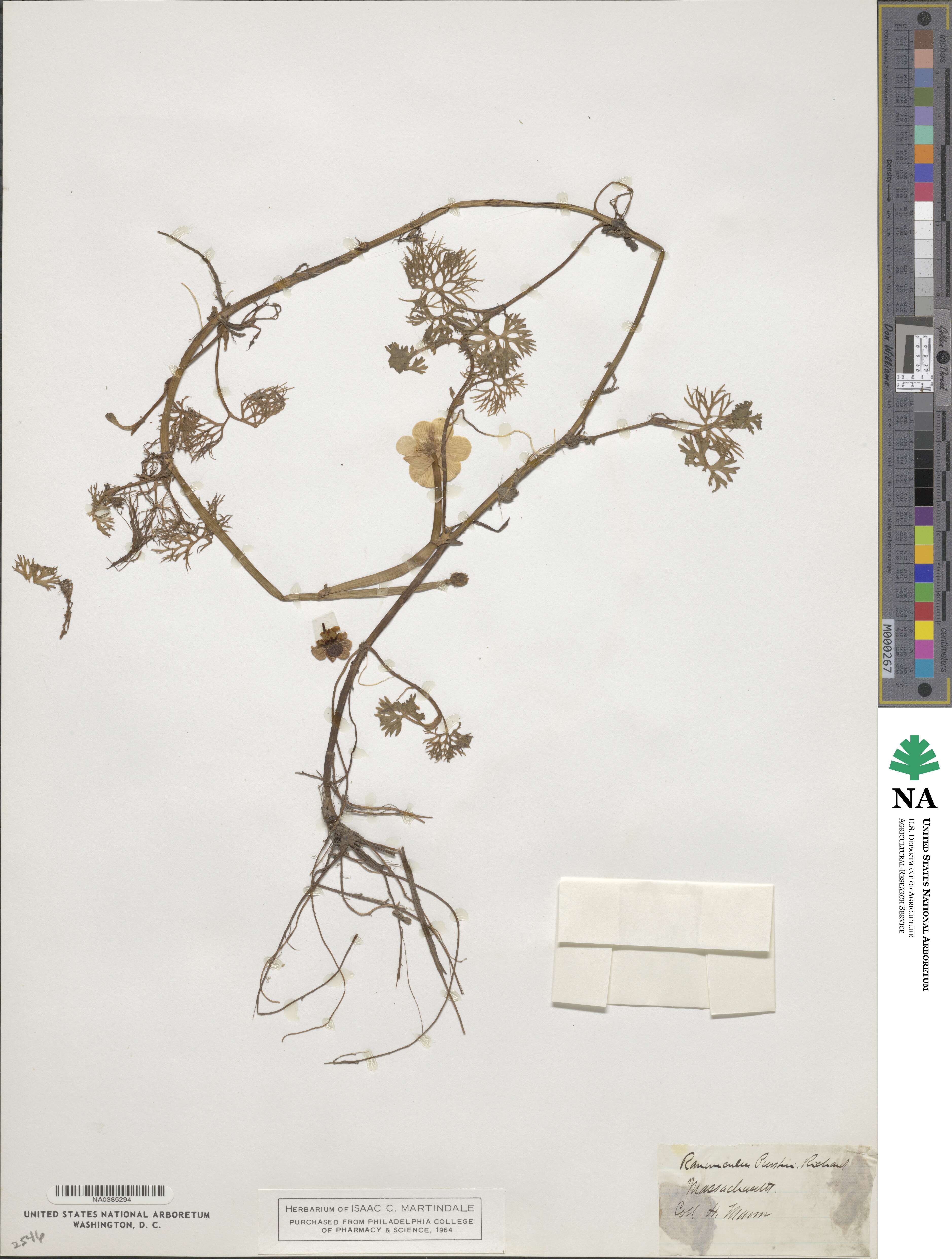 Ranunculus gmelinii image