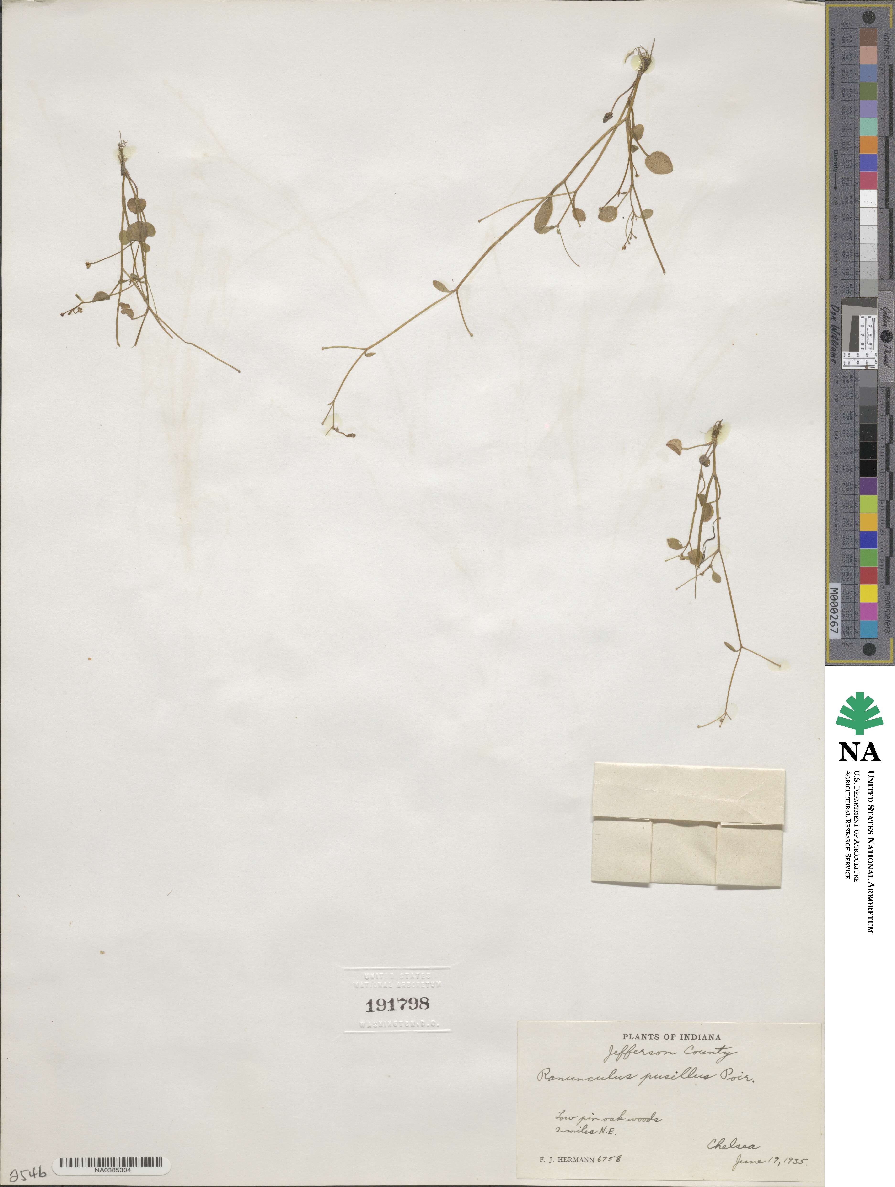 Ranunculus pusillus image