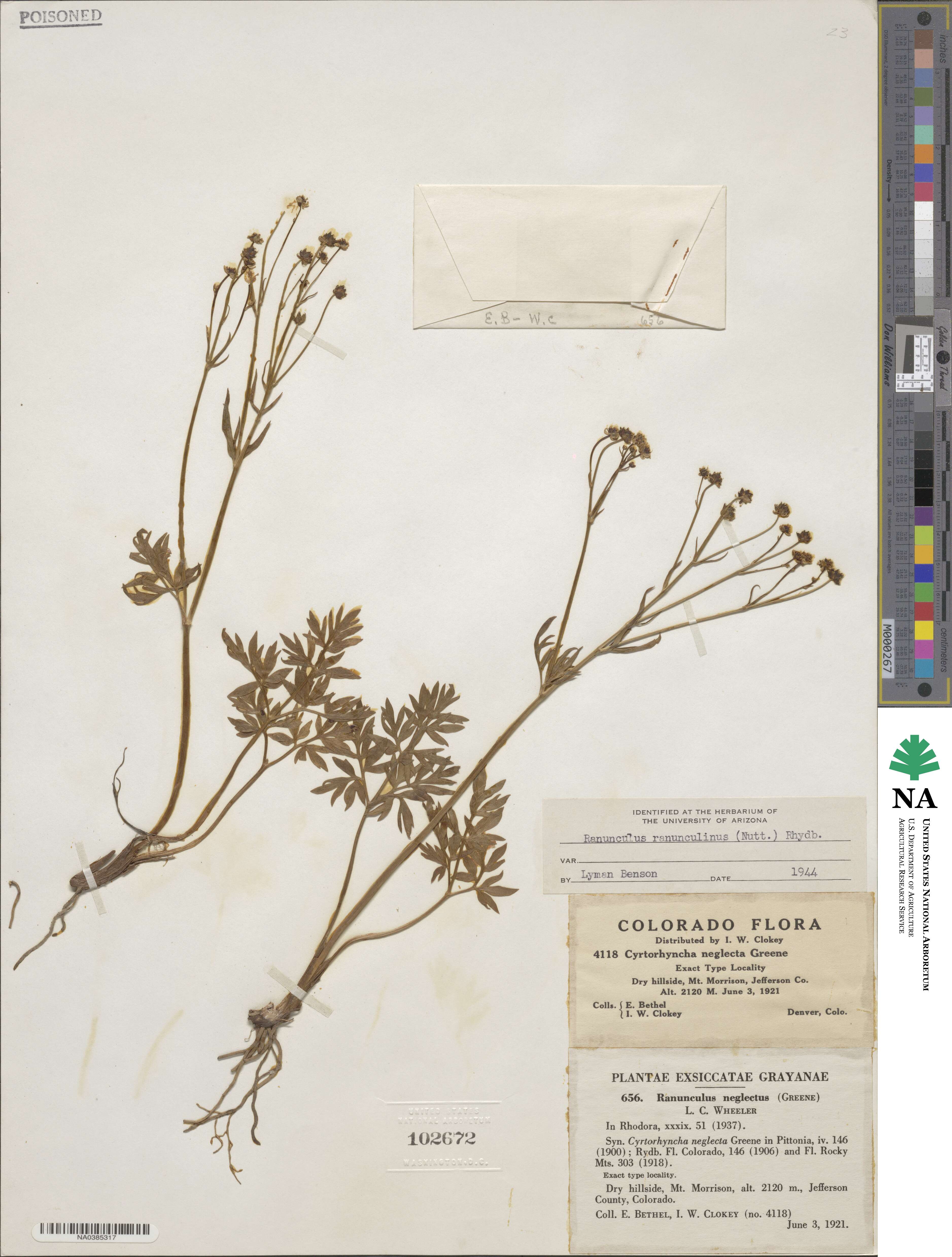 Cyrtorhyncha ranunculina image