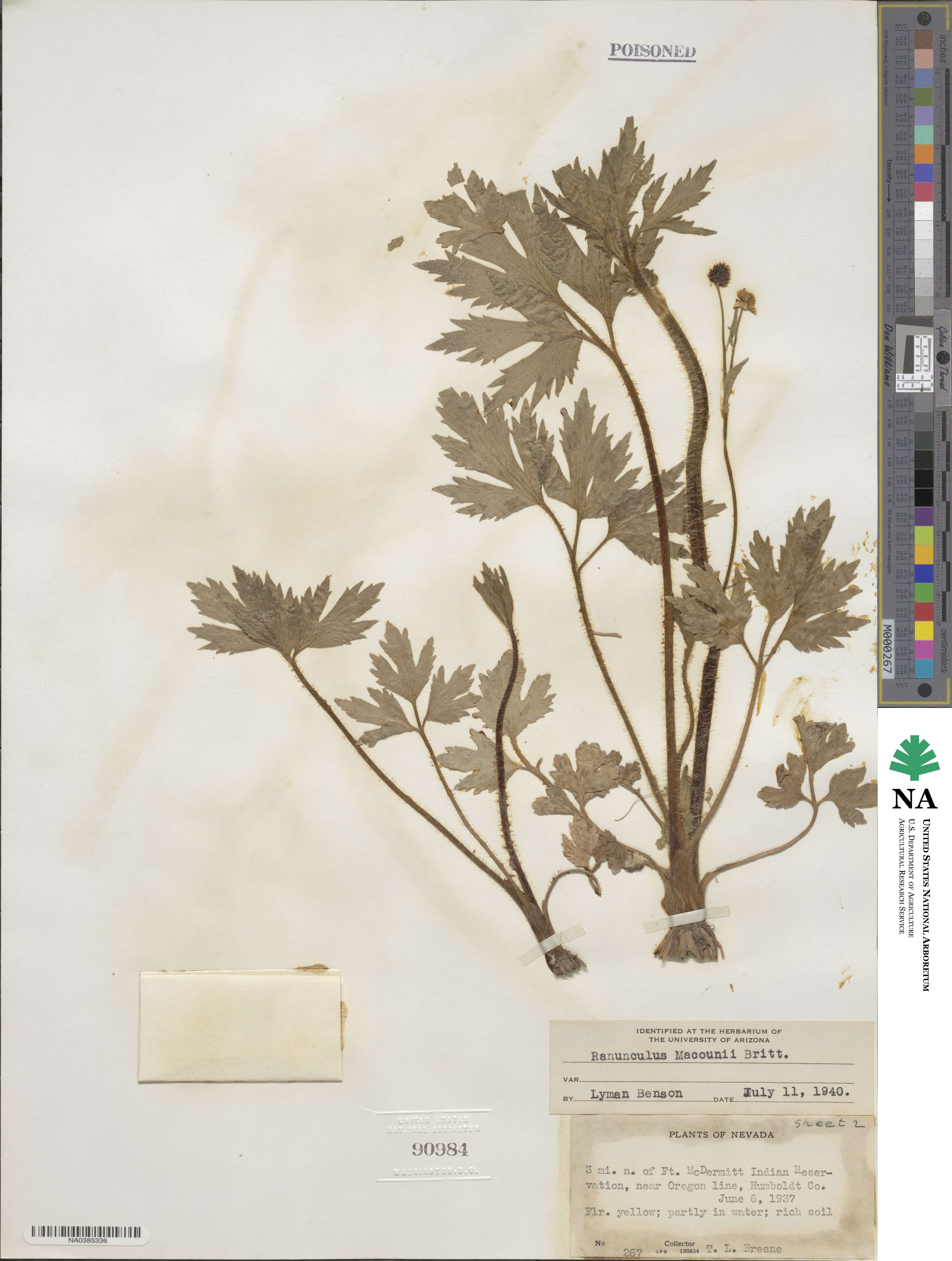 Ranunculus macounii image
