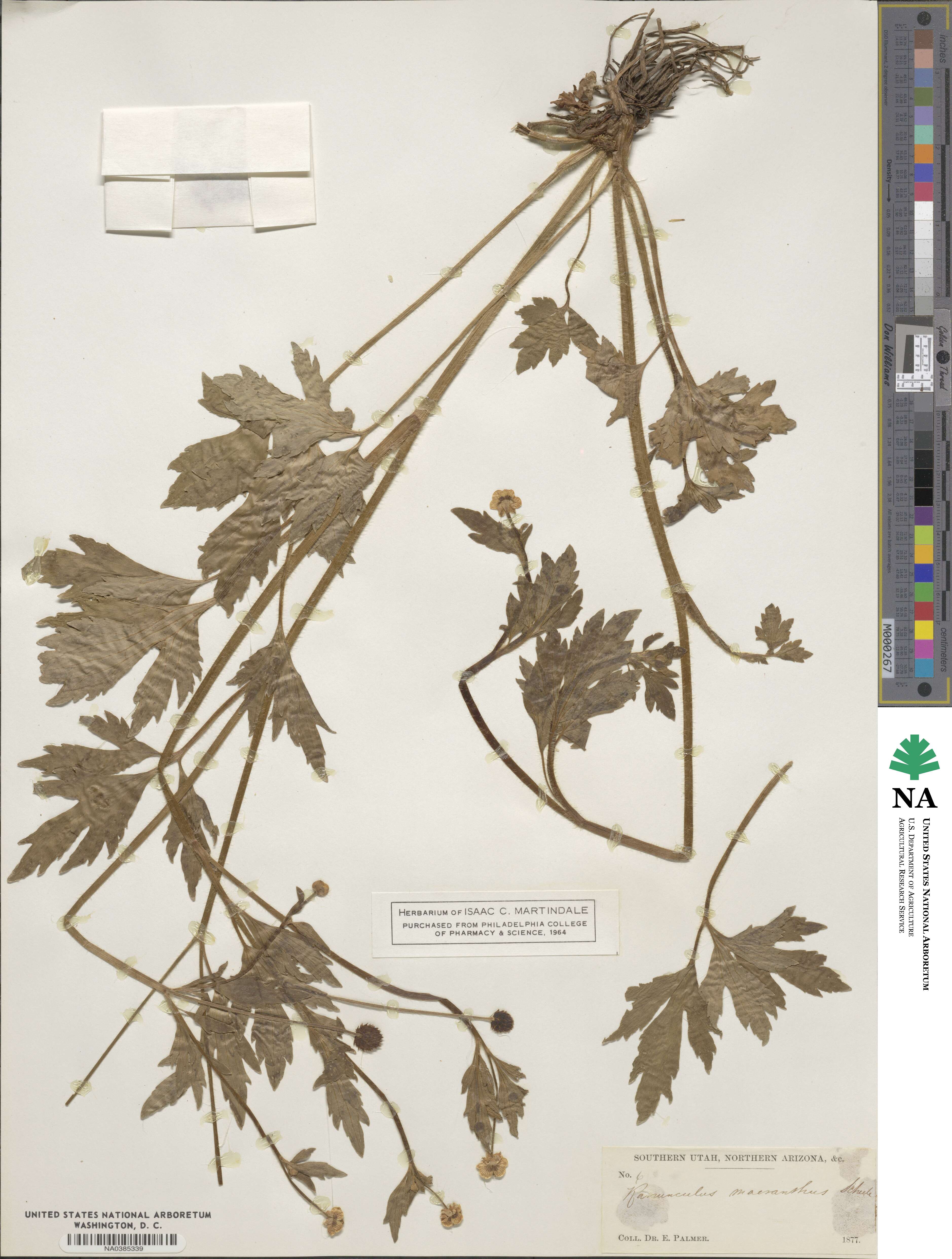 Ranunculus macranthus image