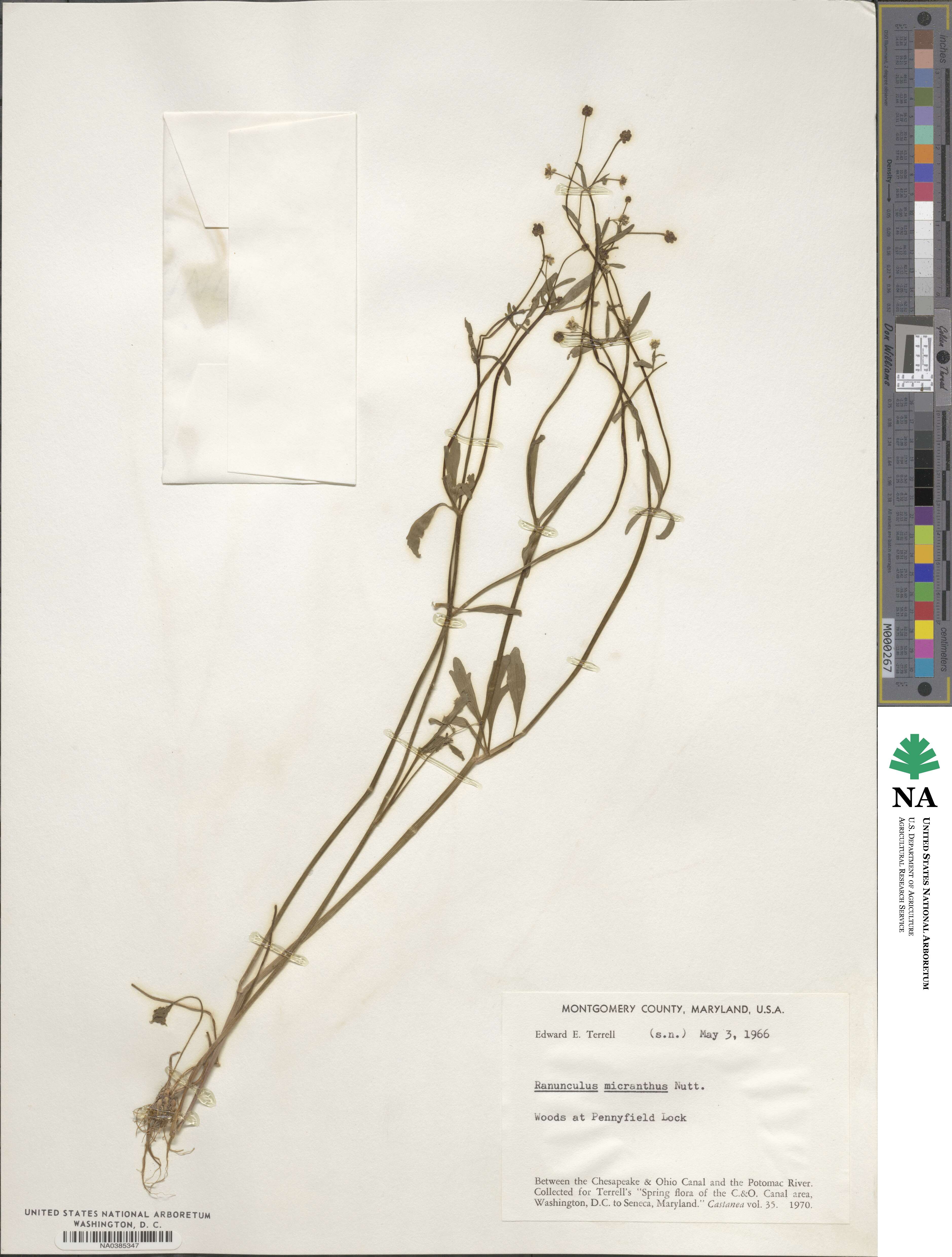 Ranunculus micranthus image
