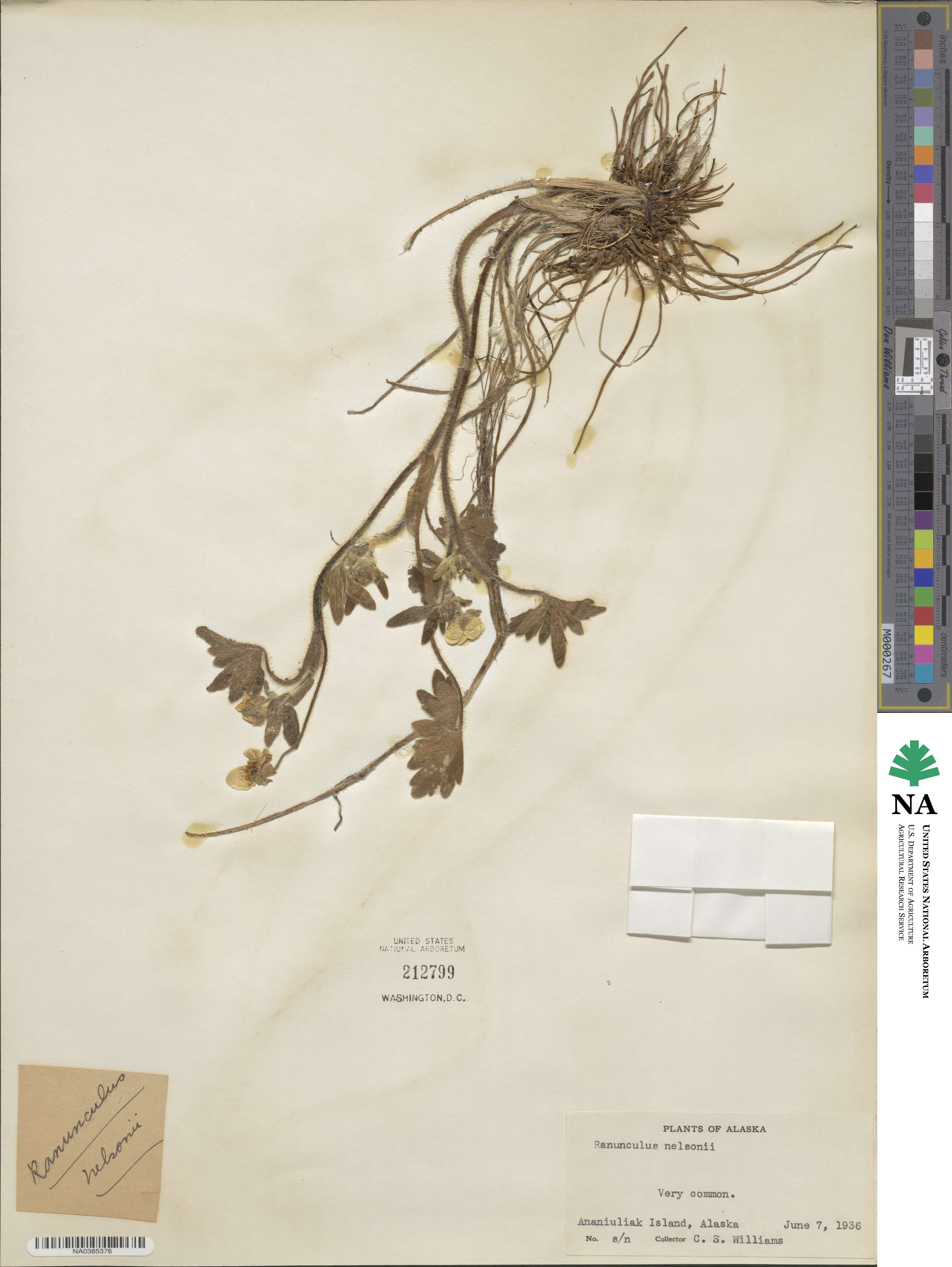 Ranunculus occidentalis var. nelsonii image