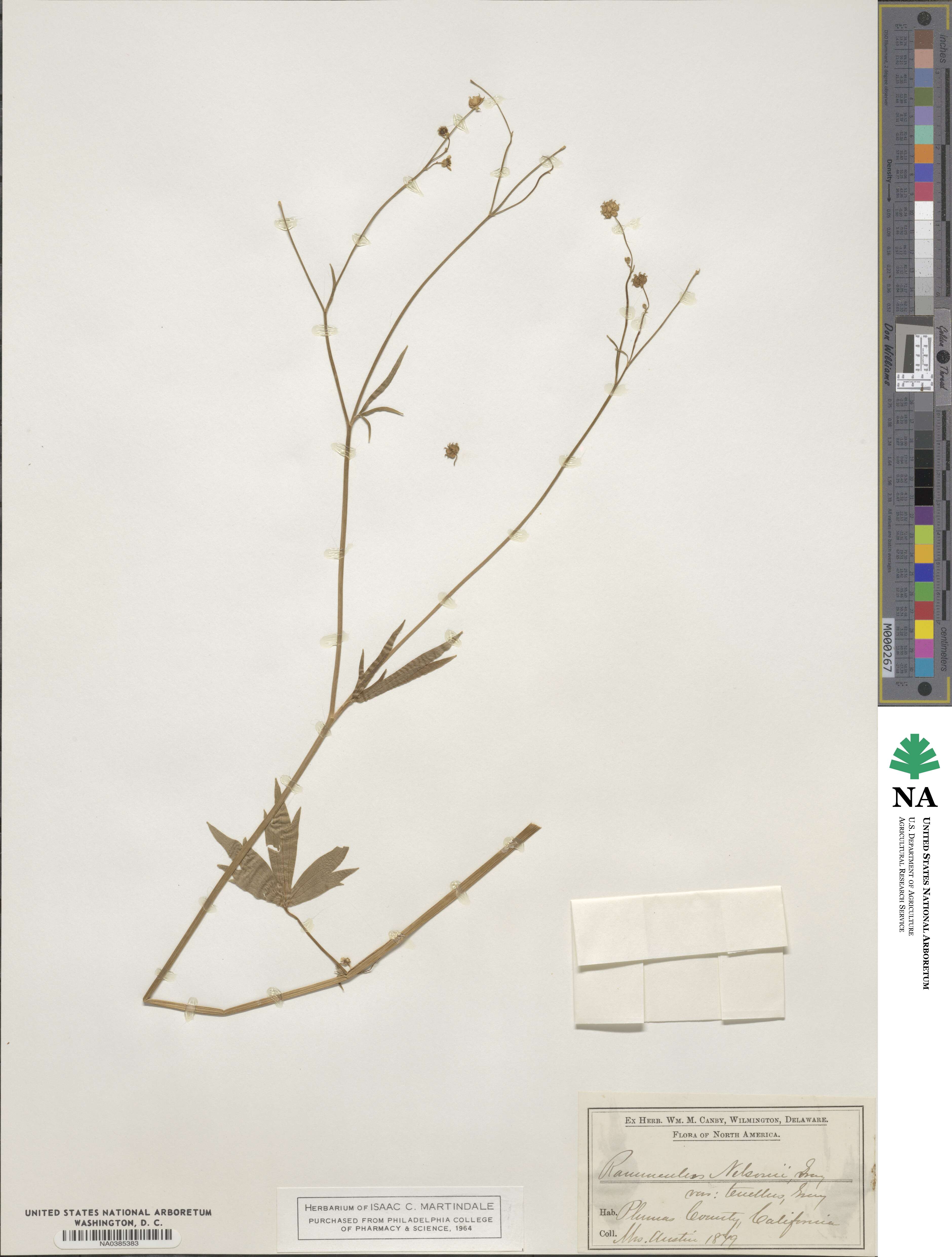 Ranunculus occidentalis image