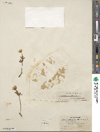 Ranunculus nivalis image