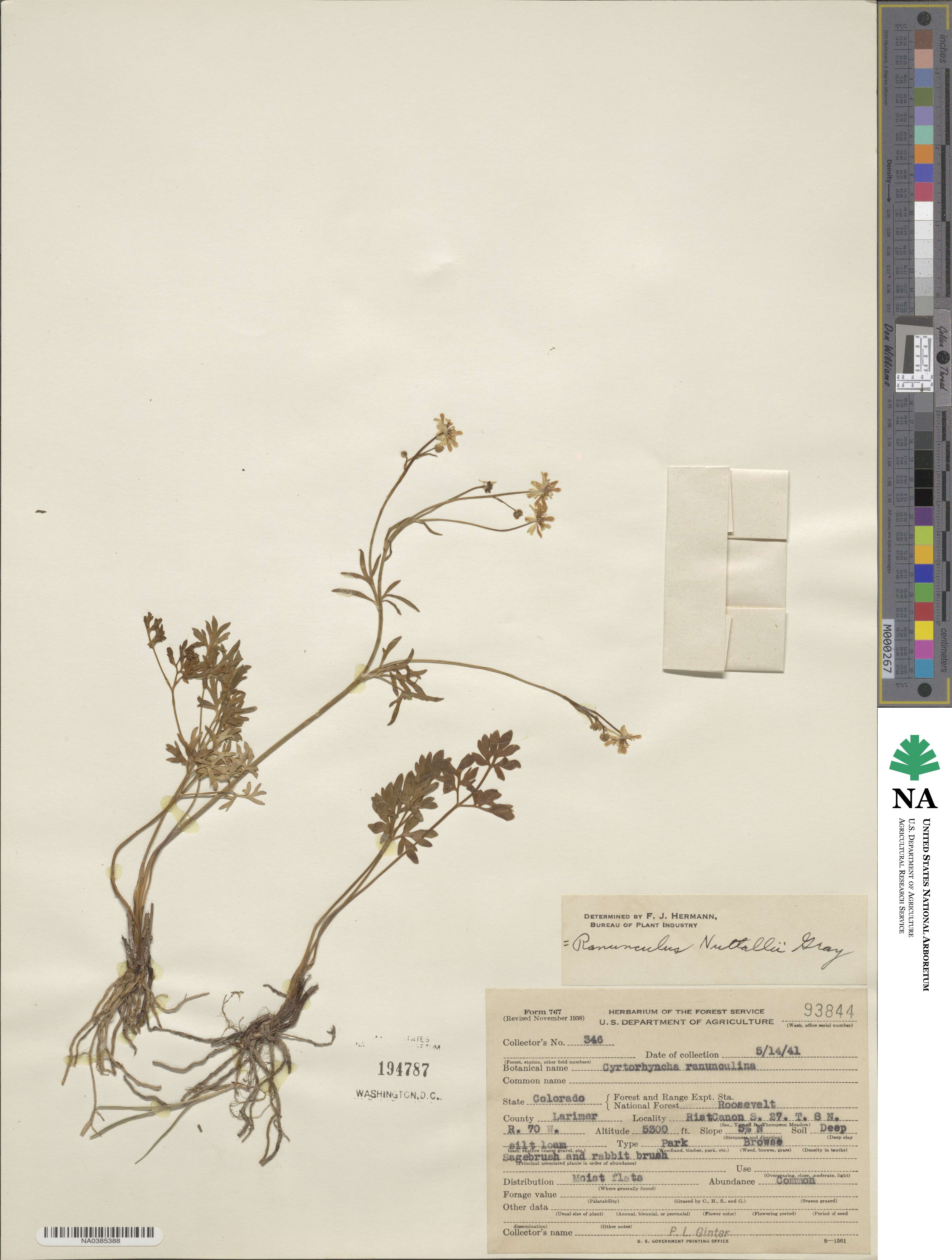 Cyrtorhyncha ranunculina image