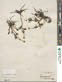 Ranunculus glaberrimus image