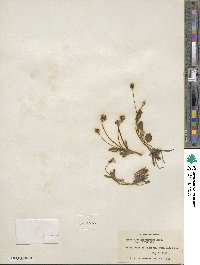 Ranunculus glaberrimus image