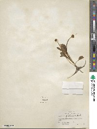 Ranunculus glaberrimus image