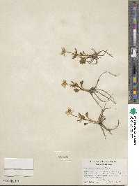 Ranunculus glaberrimus image