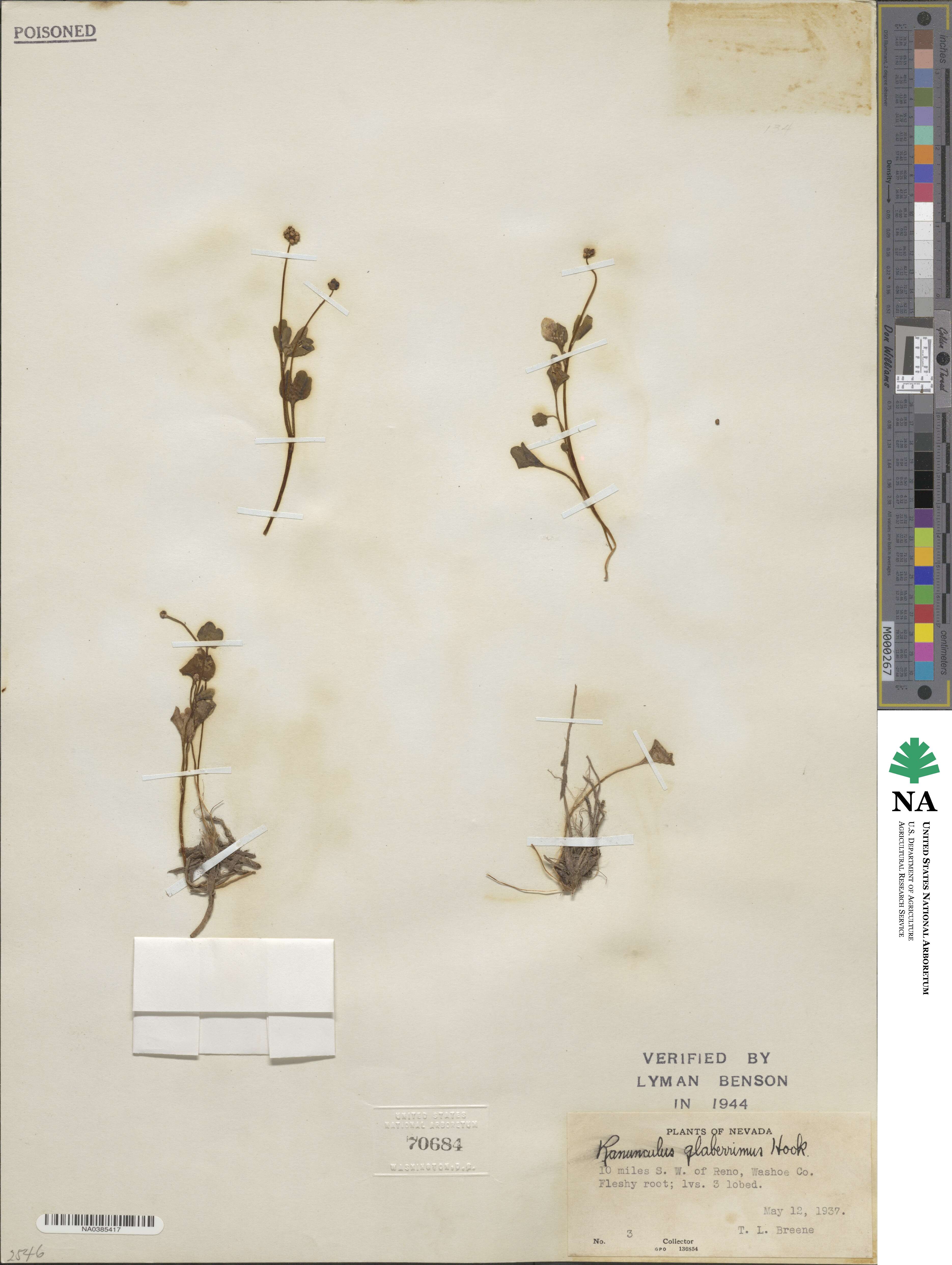 Ranunculus glaberrimus image