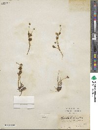 Ranunculus glaberrimus image