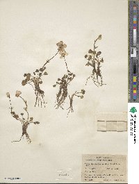 Ranunculus glaberrimus image