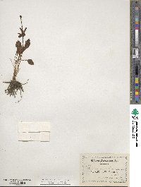 Ranunculus glaberrimus image