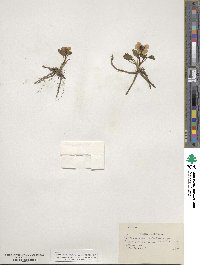 Ranunculus glaberrimus image
