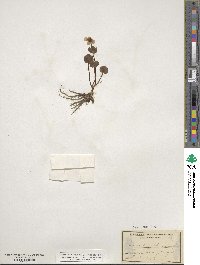Ranunculus glaberrimus image