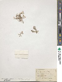 Ranunculus hederaceus image