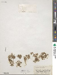 Ranunculus hederaceus image