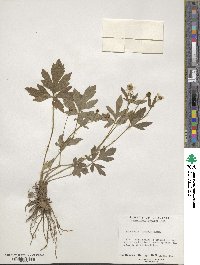 Ranunculus hispidus image