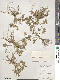 Ranunculus hispidus image