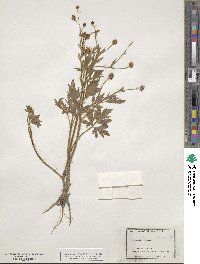 Ranunculus hispidus image